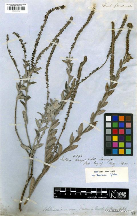 Heliotropium salicioides Cham. — Herbarium Type Specimen