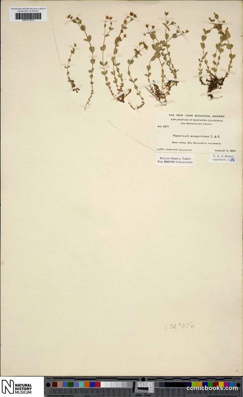Hypericum anagalloides Cham. & Schltdl.