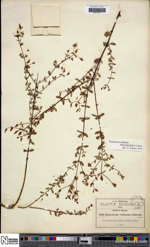 Hypericum collinum Cham. & Schltdl.
