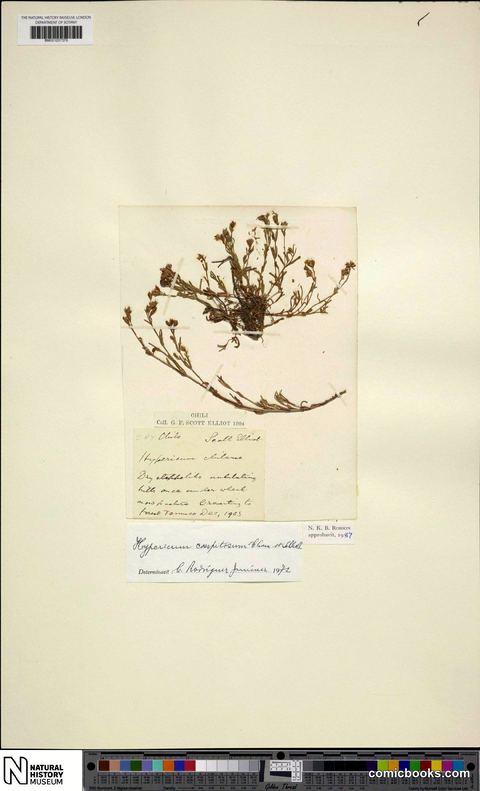 Hypericum caespitosum Cham. & Schltdl.