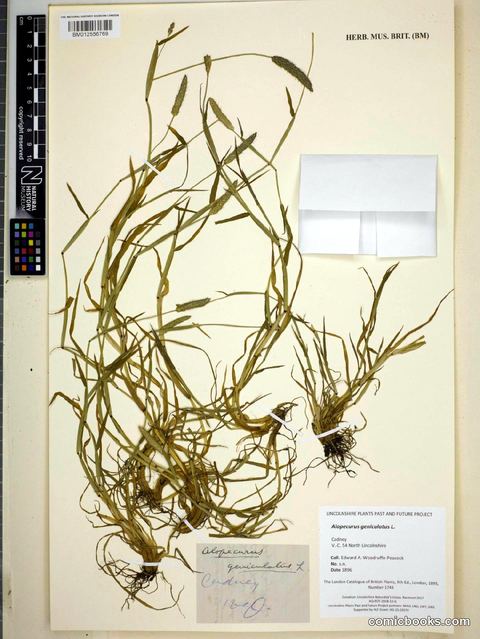 Alopecurus geniculatus L.