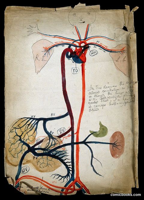 The Circulatory System