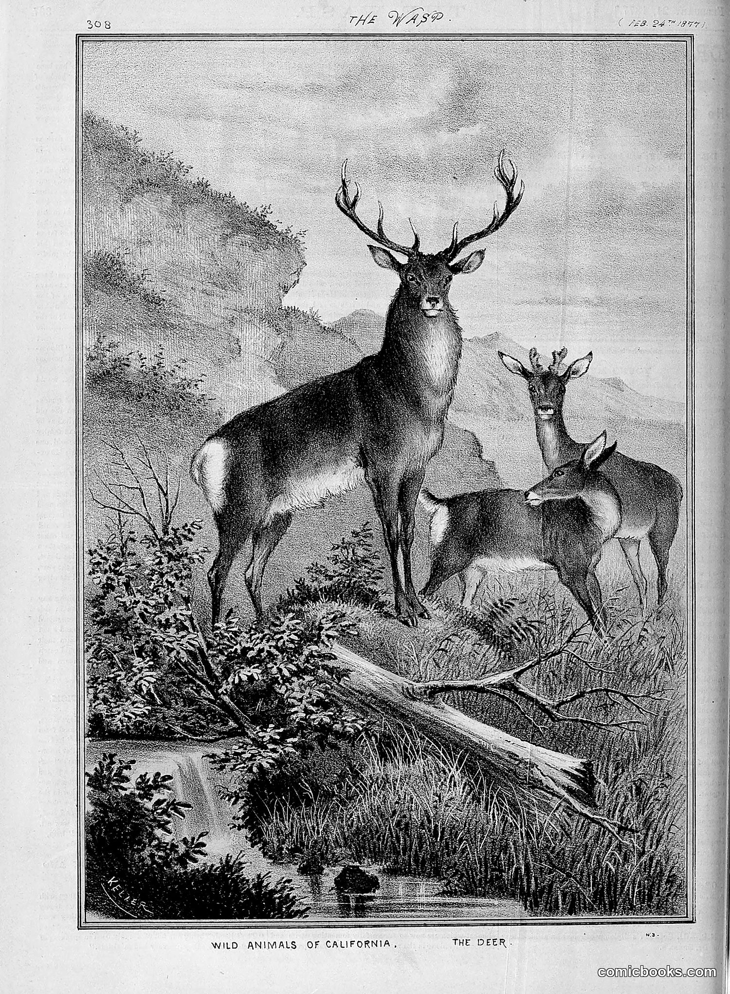 The Wasp — 1877 — page 103 of 378