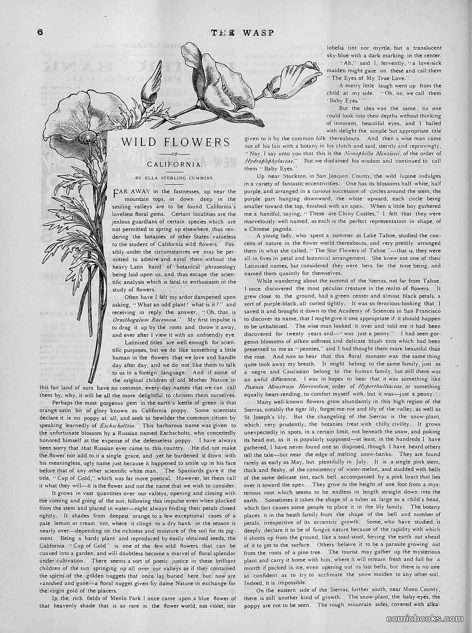 The Wasp — 1891 — page 469 of 612