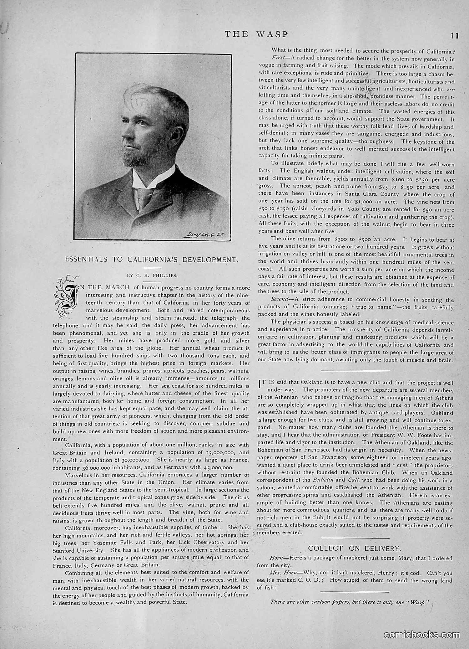 The Wasp — 1891 — page 240 of 546