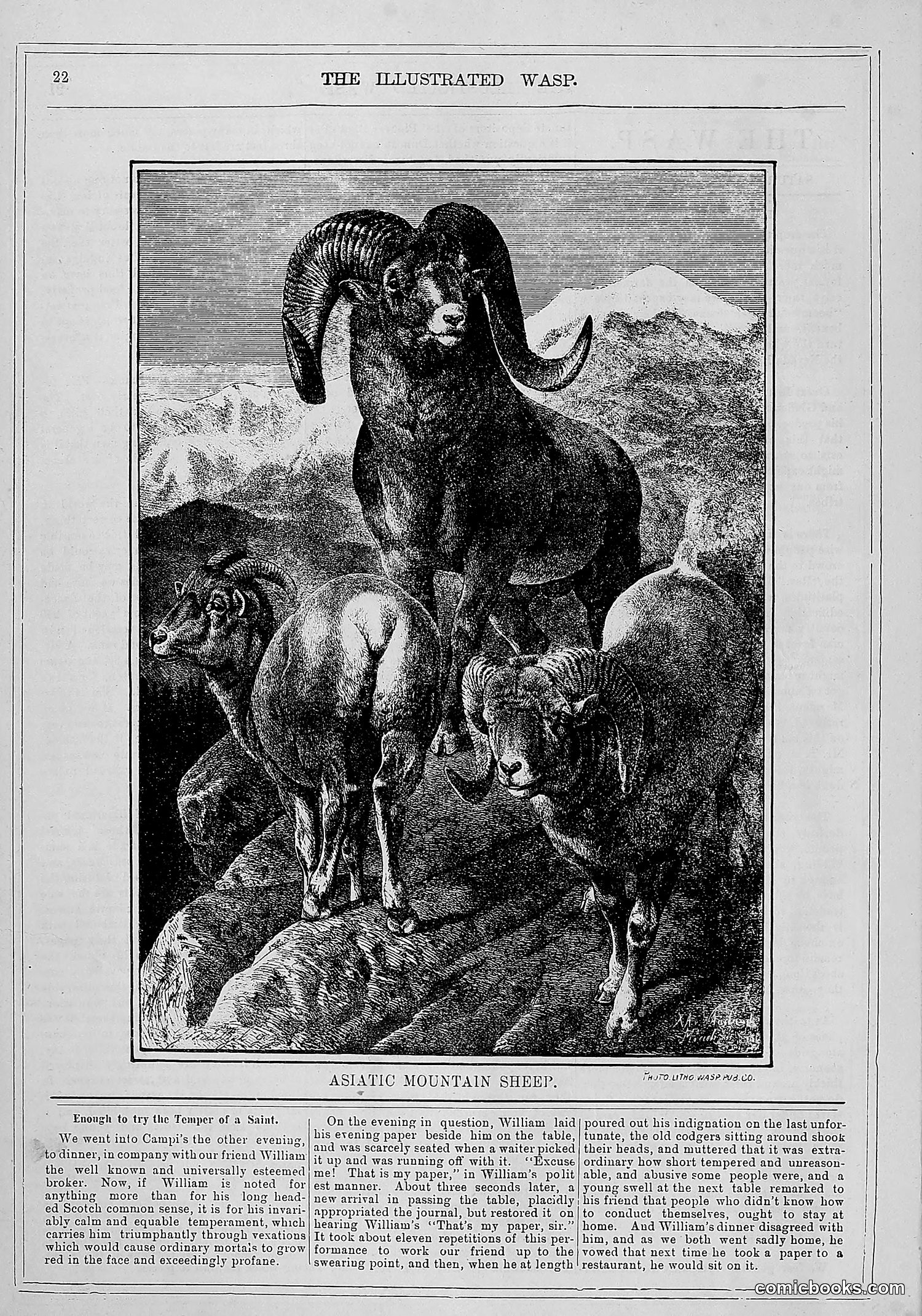 The Wasp — 1880 — page 29 of 352