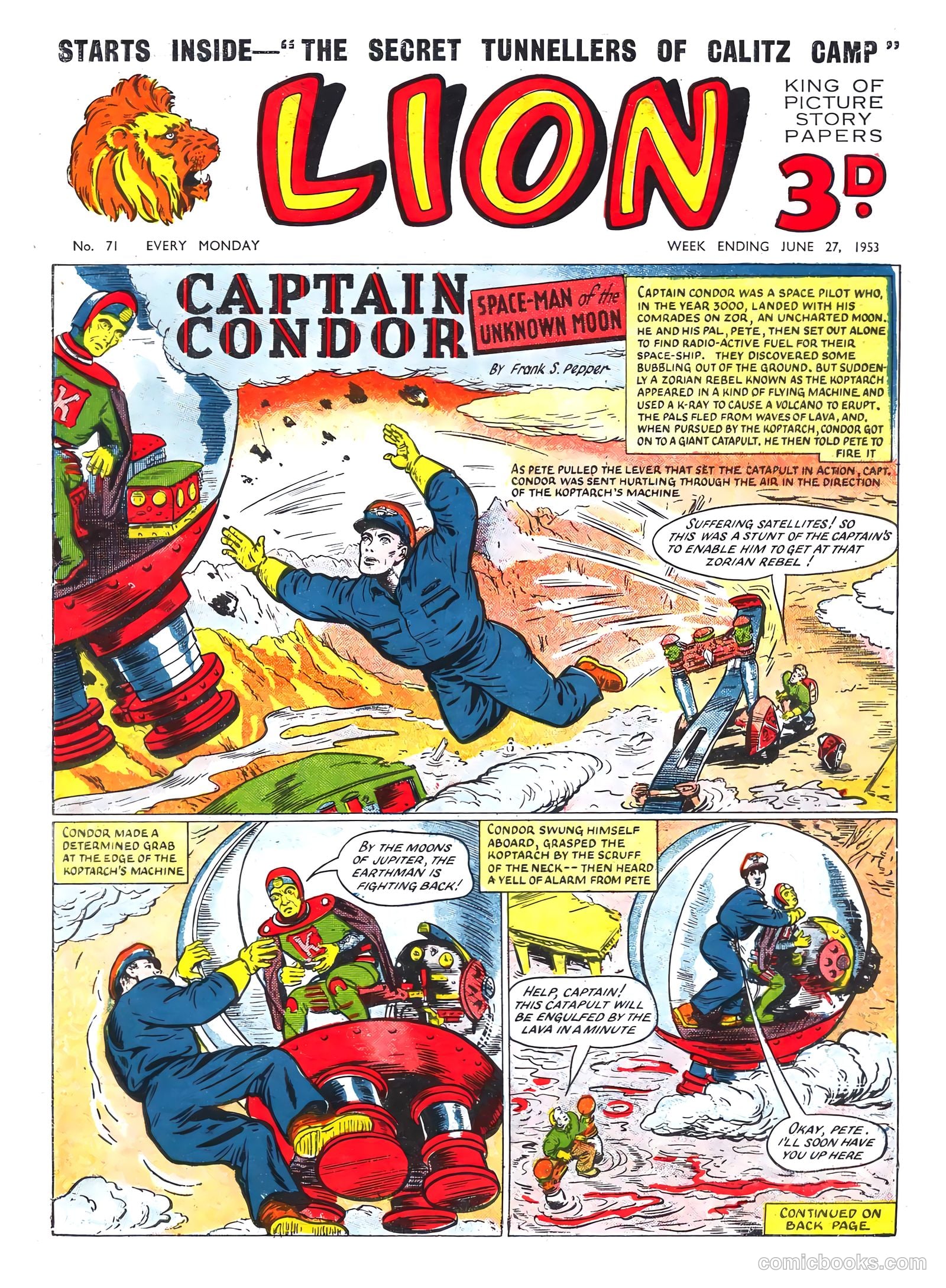 Lion #71