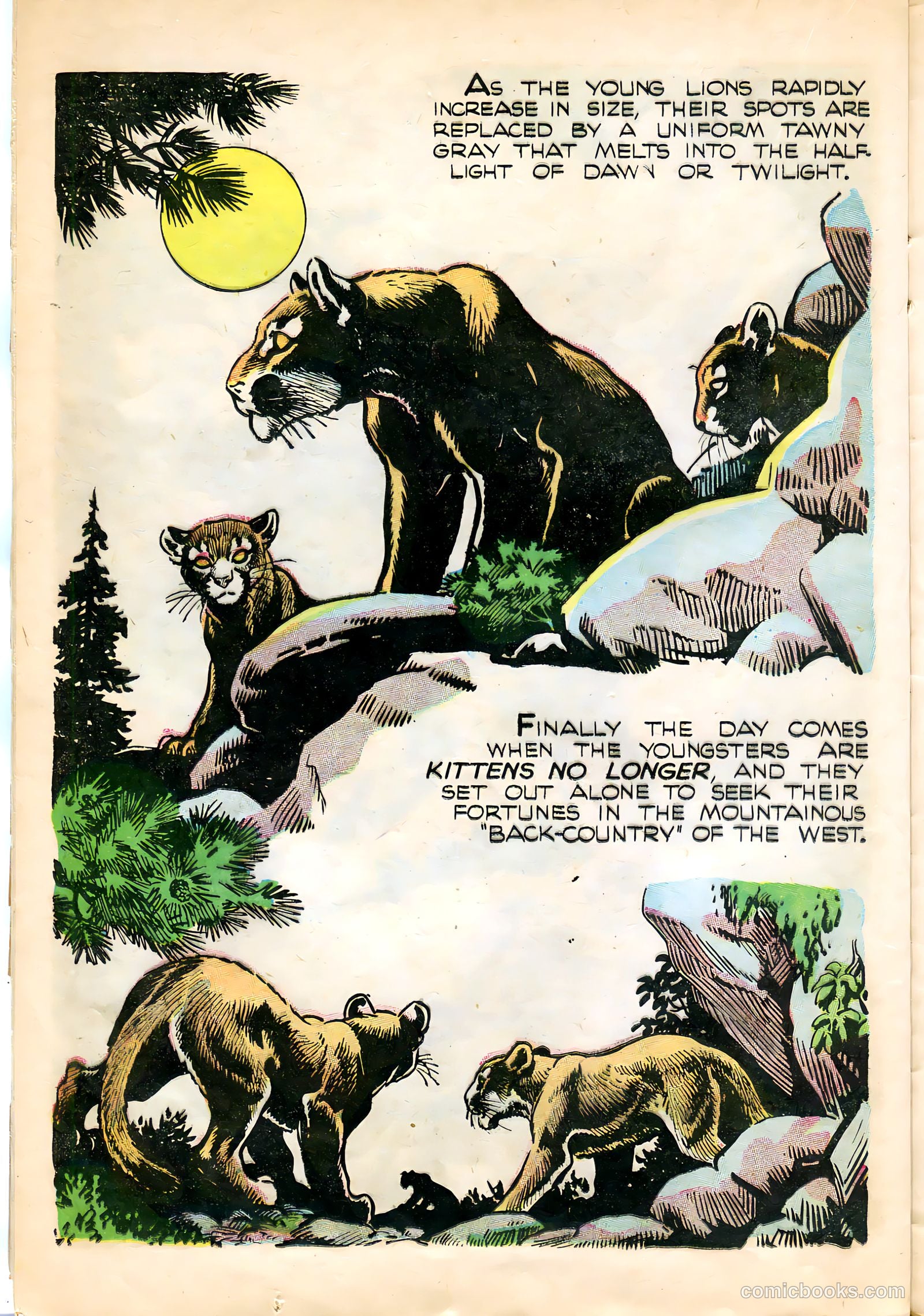 Mark Trail #1 (1955) — page 24 of 36