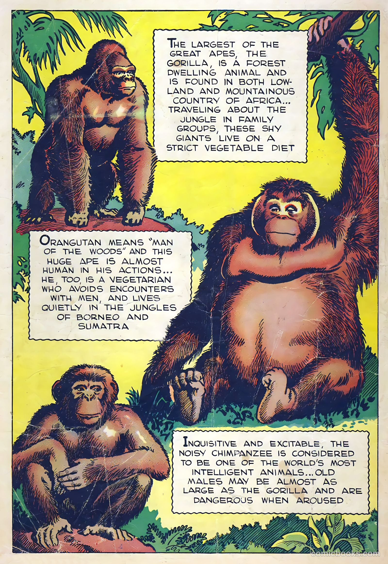 Mark Trail on Safari #5 (1959) — page 36 of 36