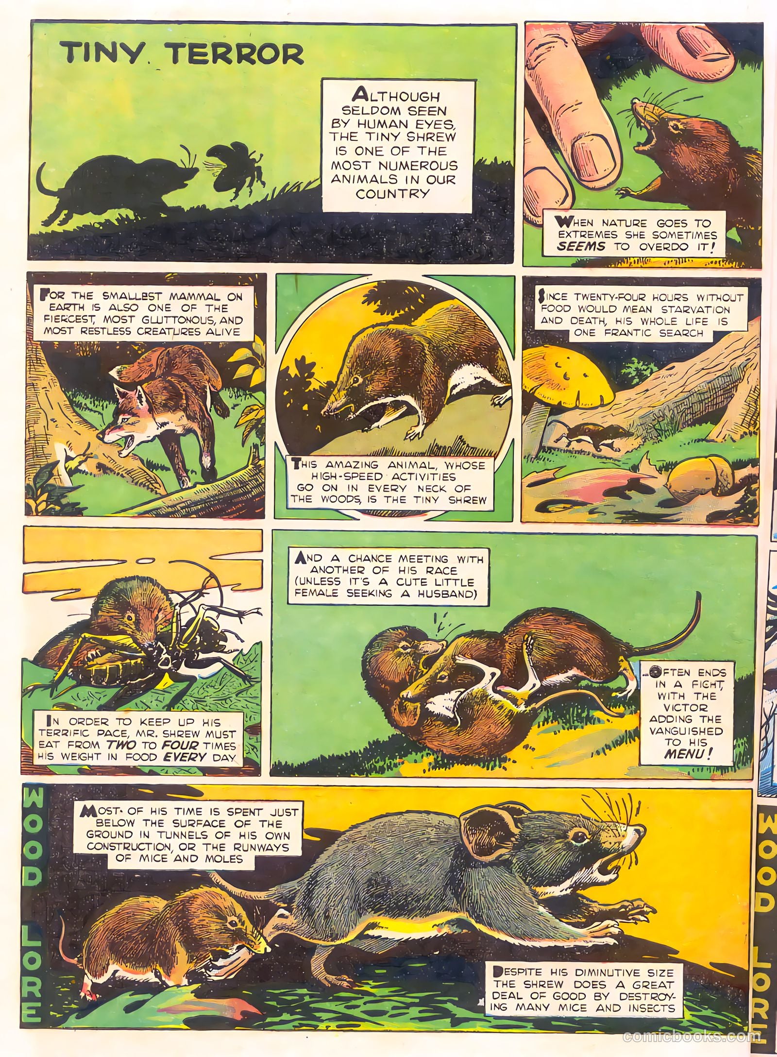Mark Trail's Adventure Book of Nature #1 (1958) — page 22 of 84