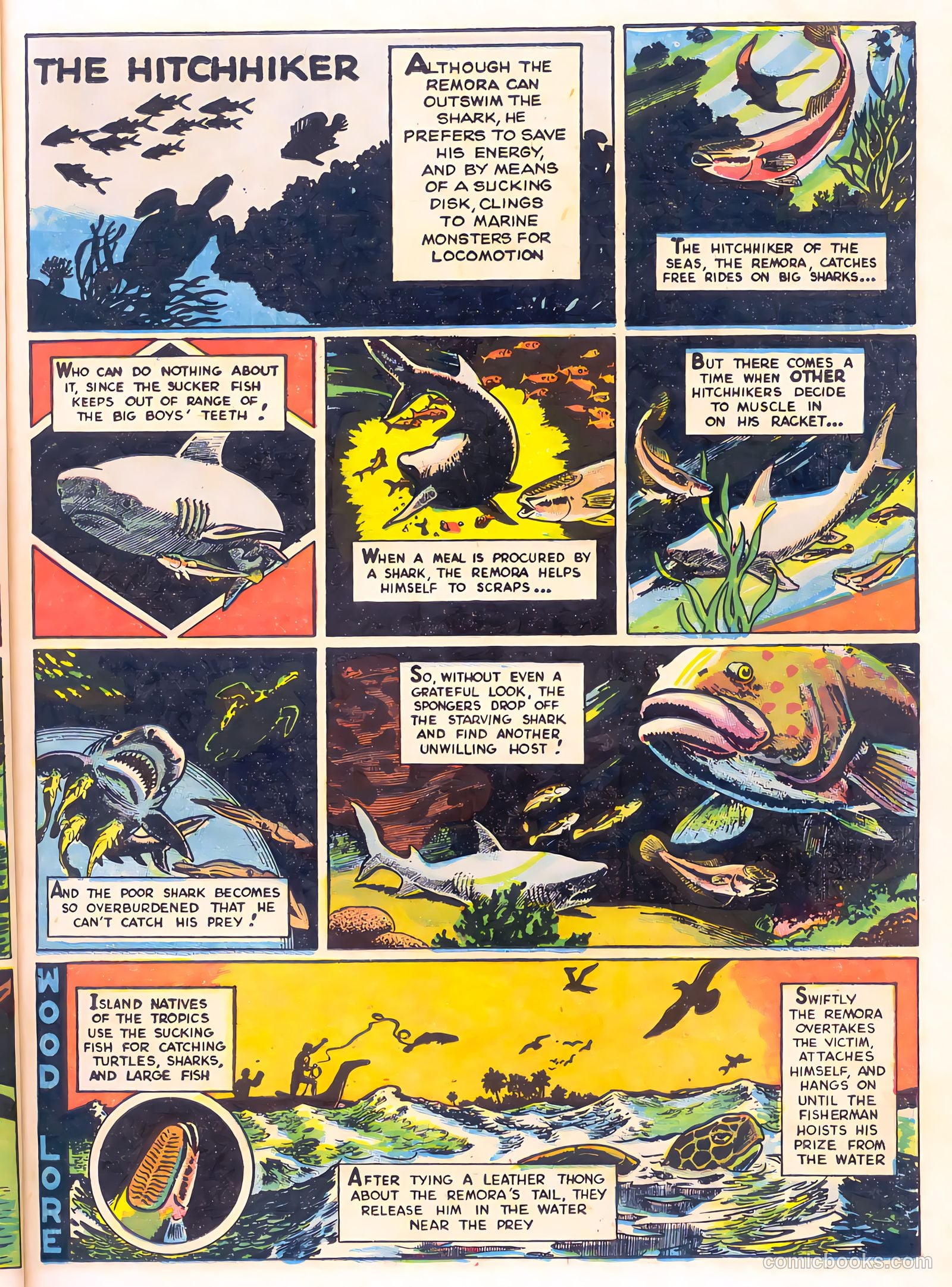 Mark Trail's Adventure Book of Nature #1 (1958) — page 27 of 84
