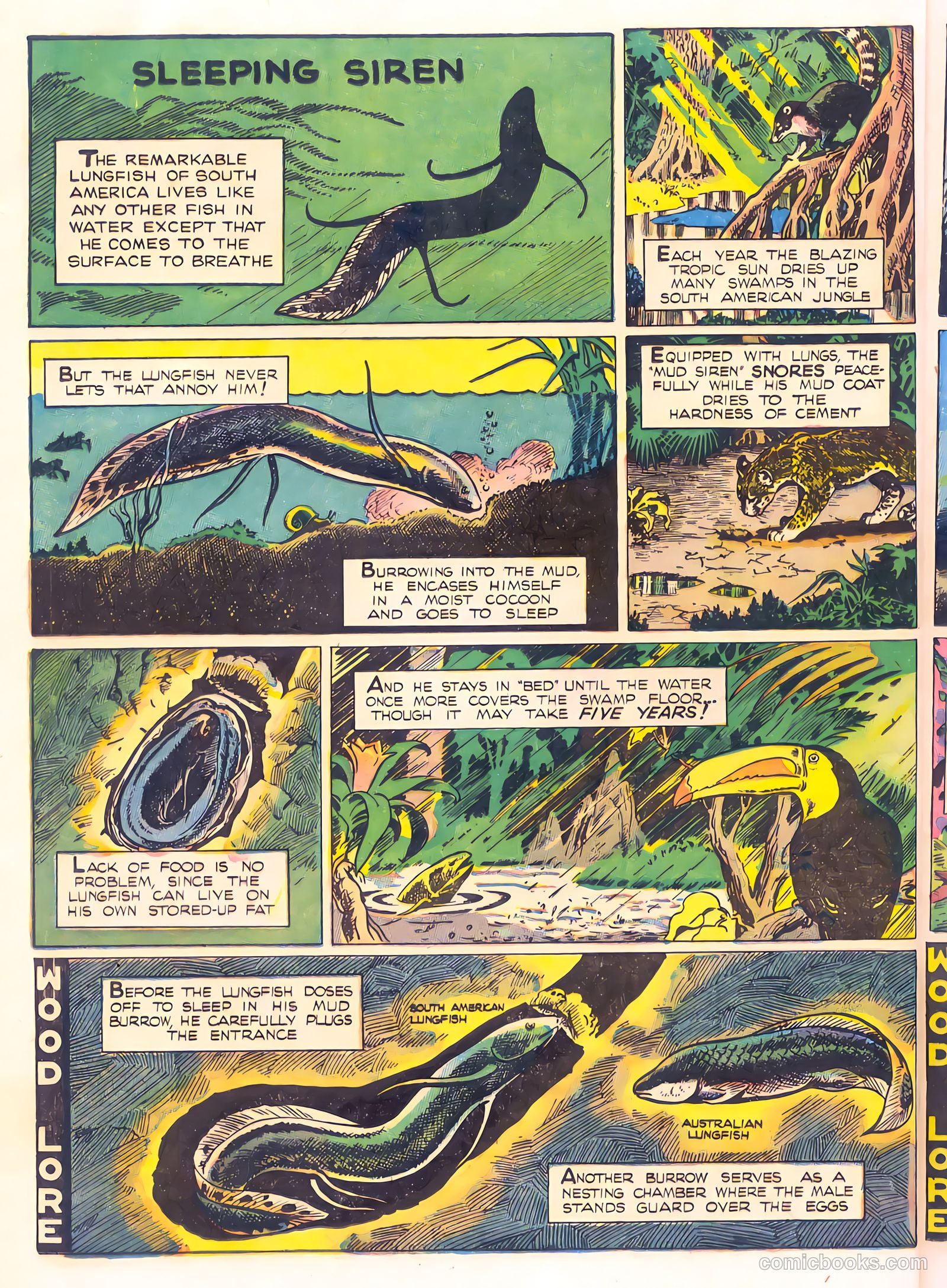 Mark Trail's Adventure Book of Nature #1 (1958) — page 28 of 84