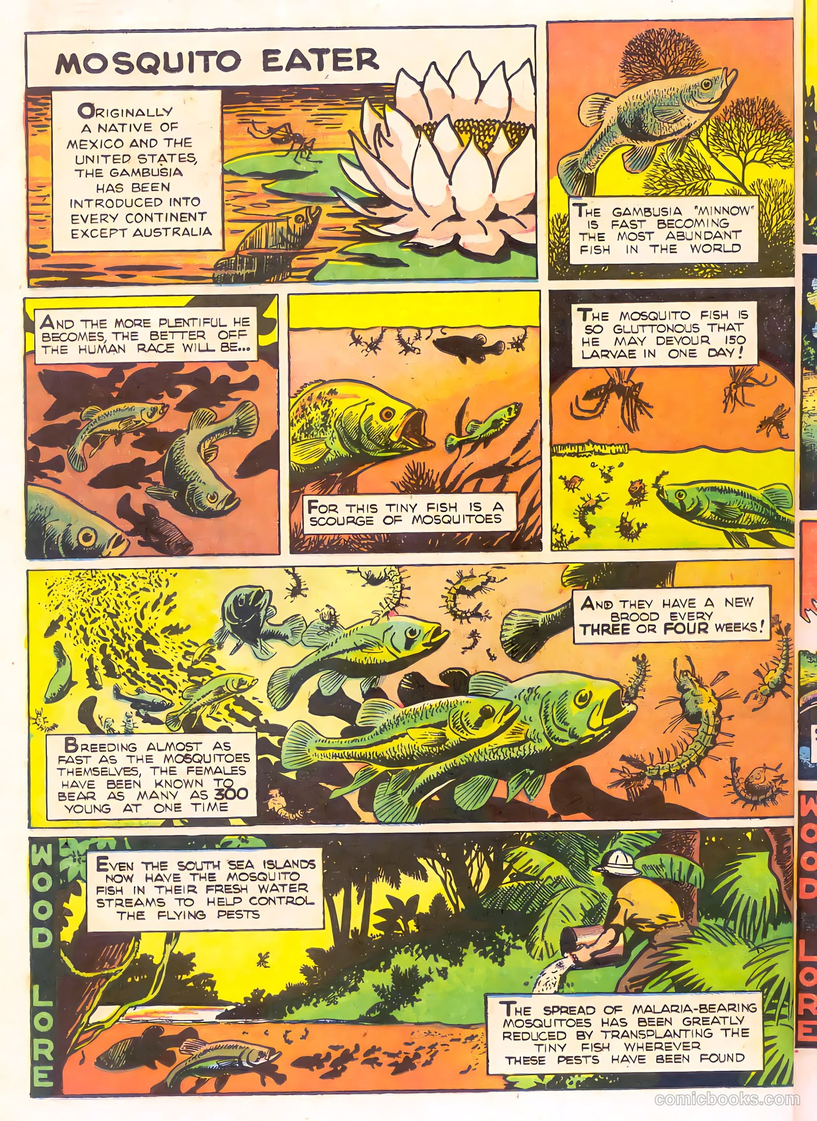 Mark Trail's Adventure Book of Nature #1 (1958) — page 30 of 84