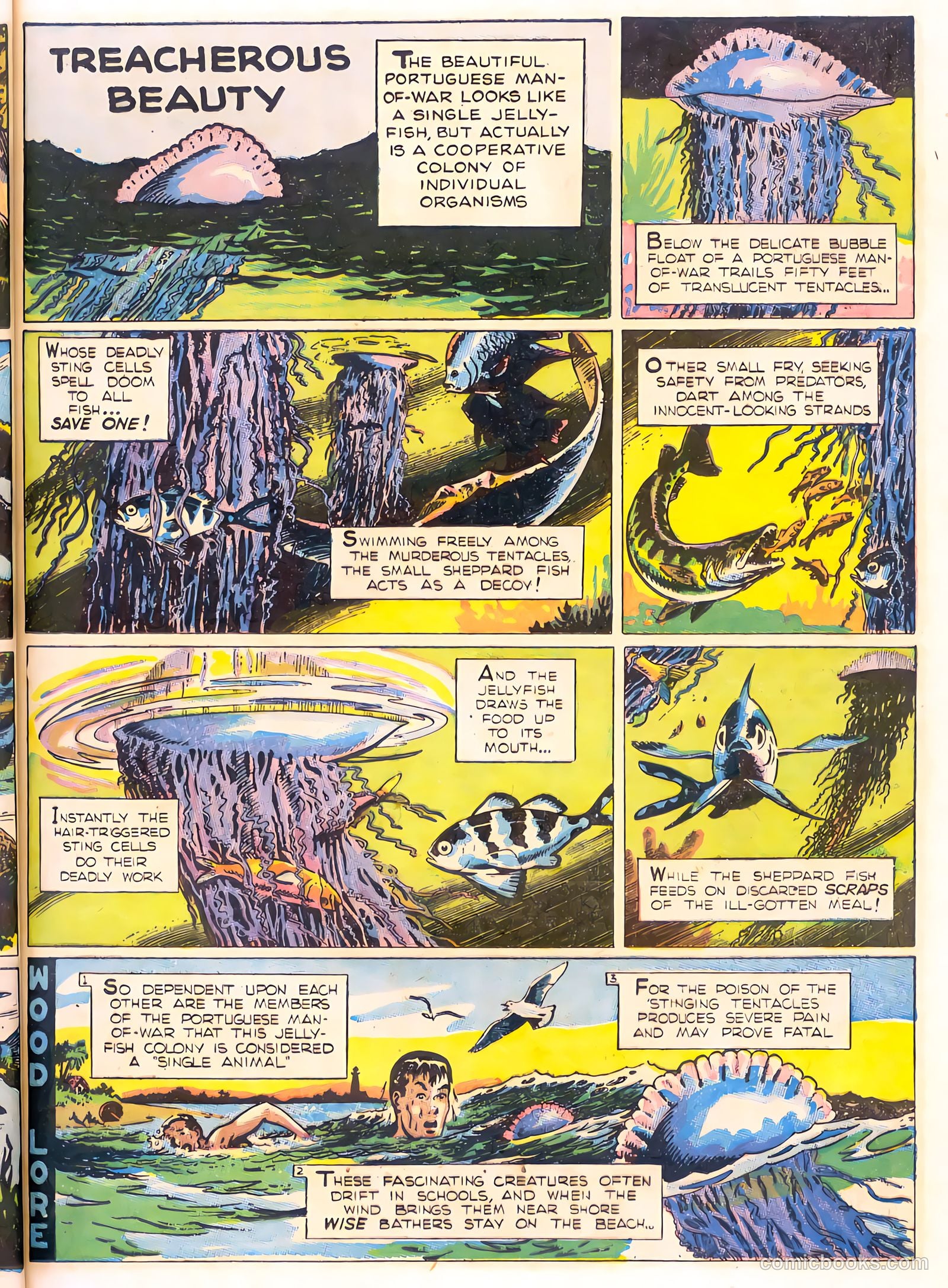 Mark Trail's Adventure Book of Nature #1 (1958) — page 33 of 84