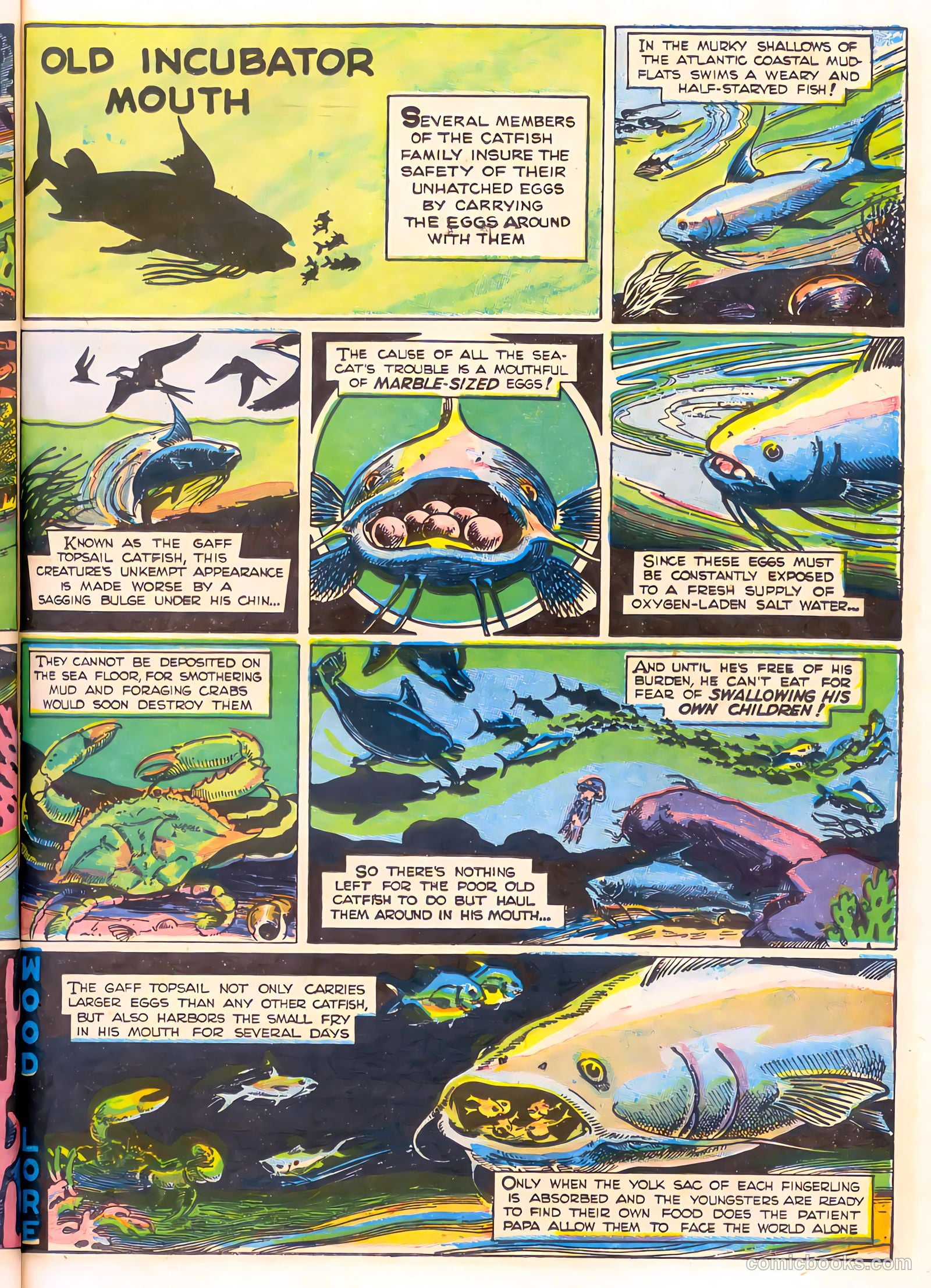 Mark Trail's Adventure Book of Nature #1 (1958) — page 35 of 84
