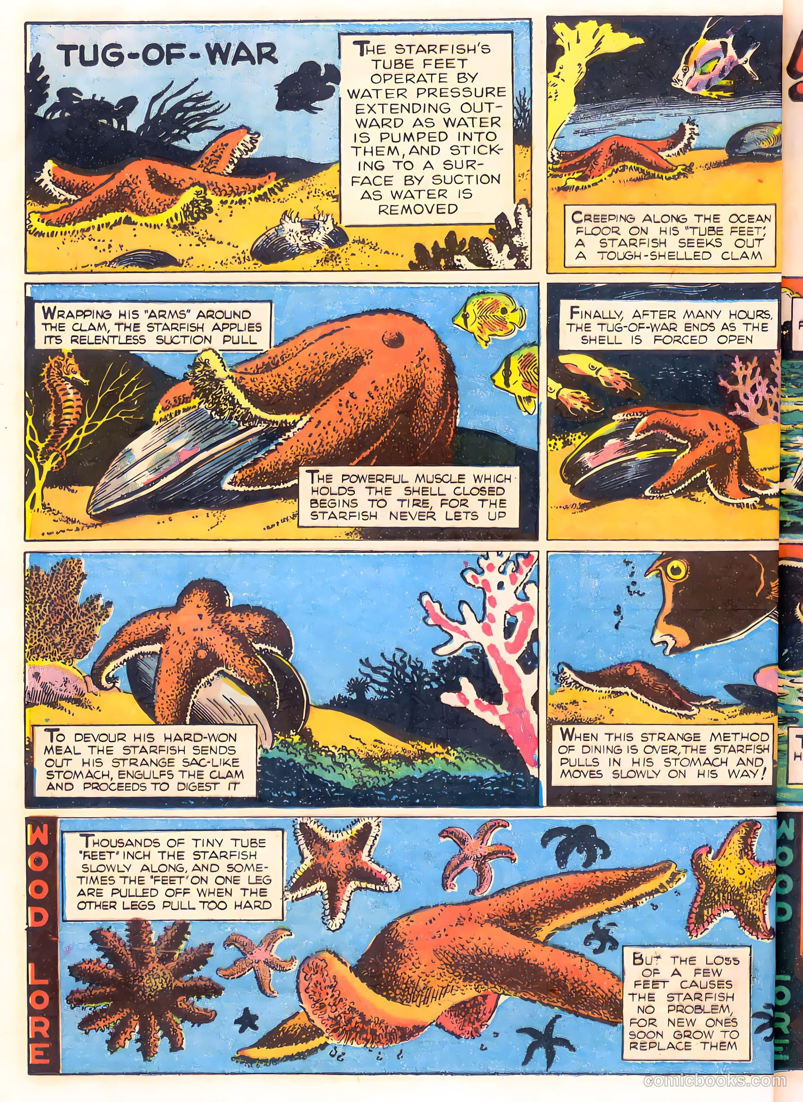 Mark Trail's Adventure Book of Nature #1 (1958) — page 36 of 84