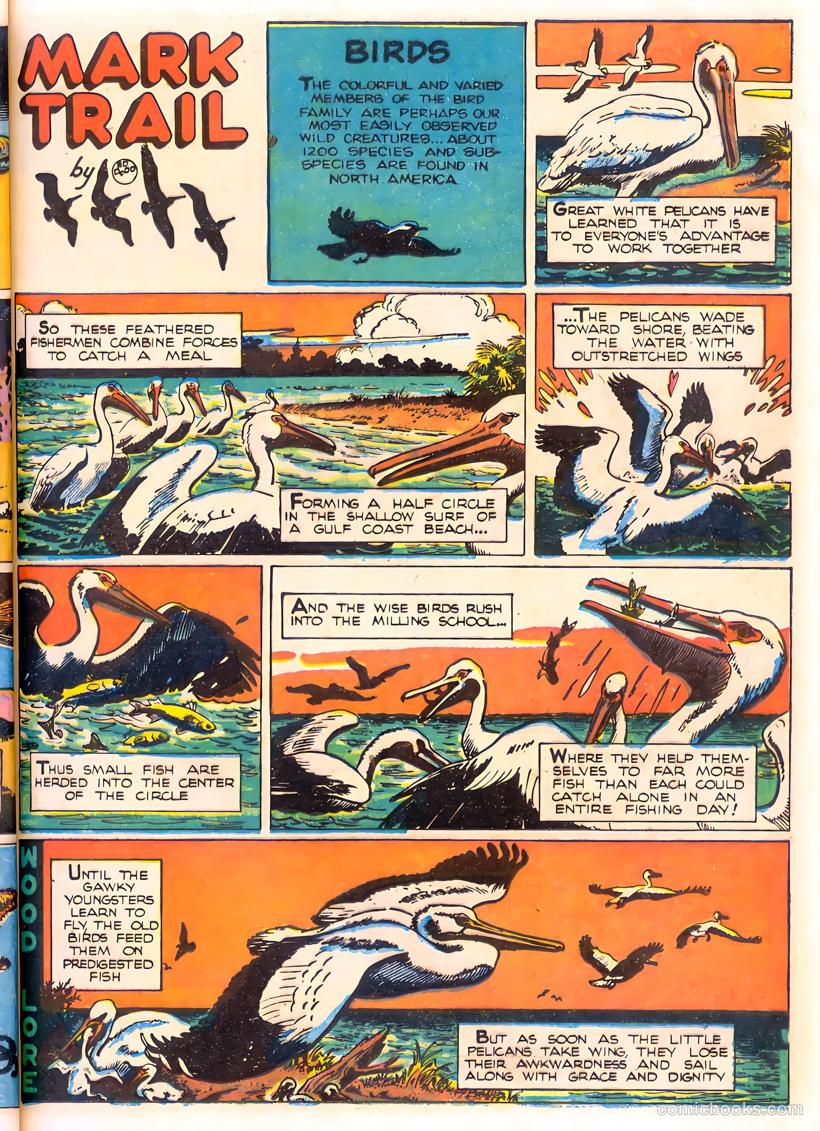 Mark Trail's Adventure Book of Nature #1 (1958) — page 37 of 84