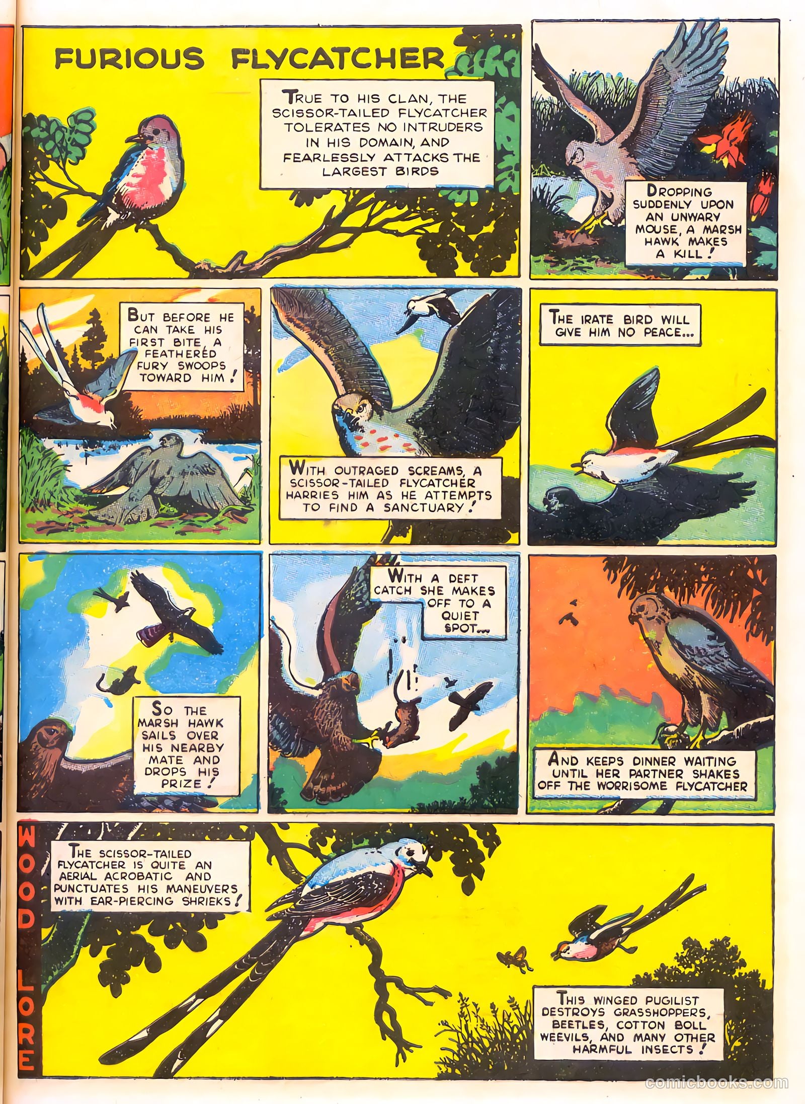 Mark Trail's Adventure Book of Nature #1 (1958) — page 41 of 84