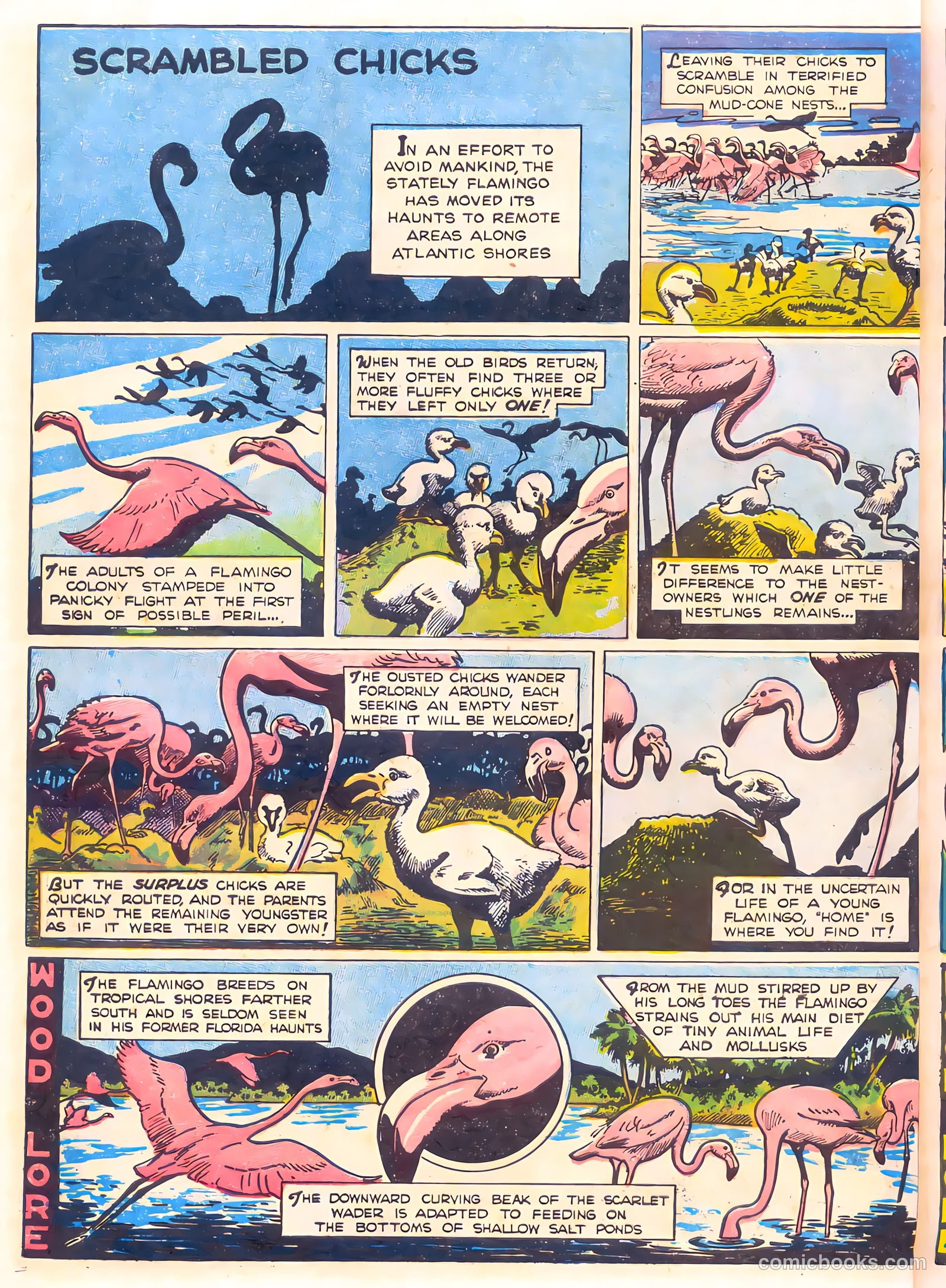 Mark Trail's Adventure Book of Nature #1 (1958) — page 42 of 84