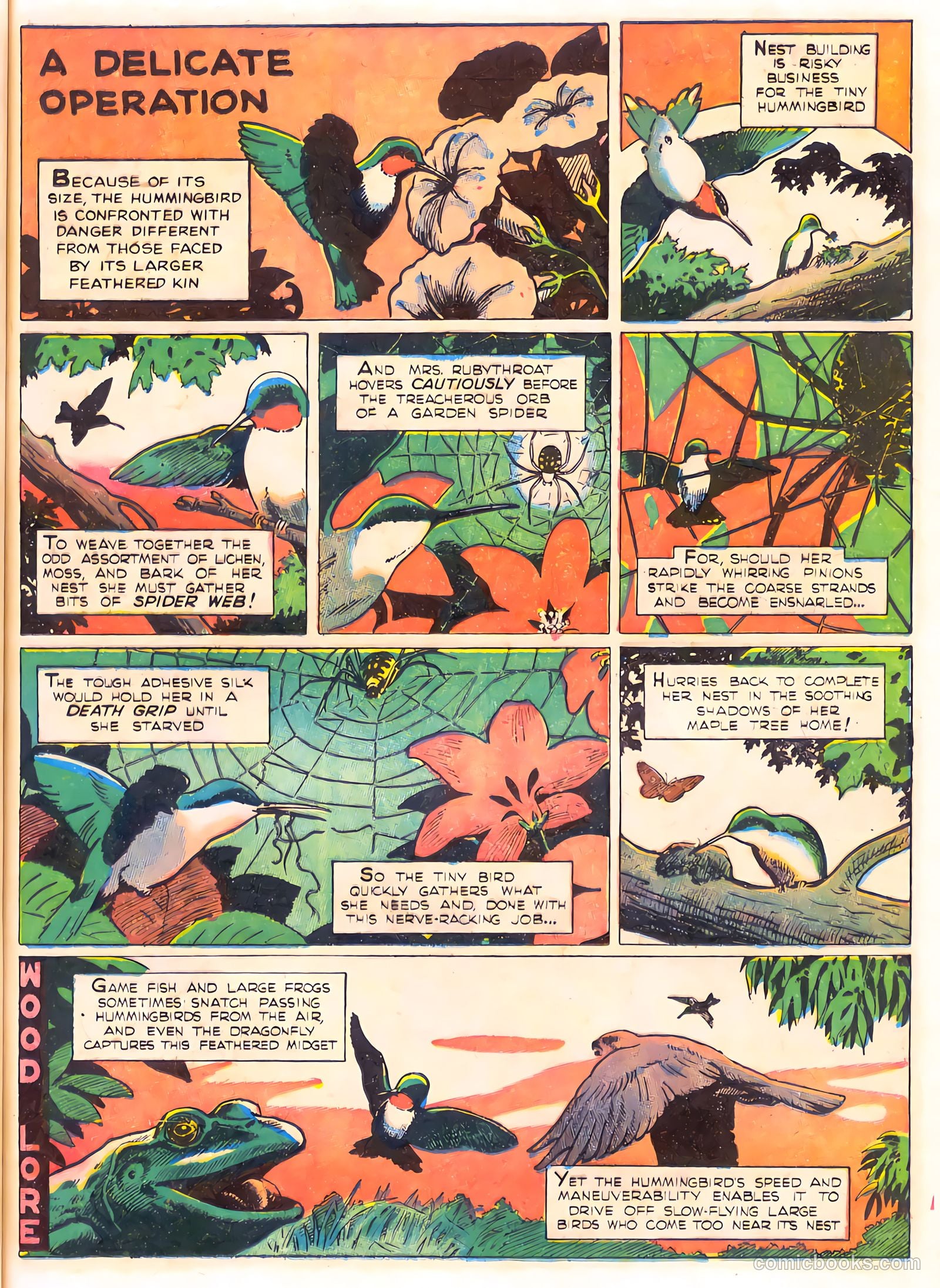 Mark Trail's Adventure Book of Nature #1 (1958) — page 49 of 84