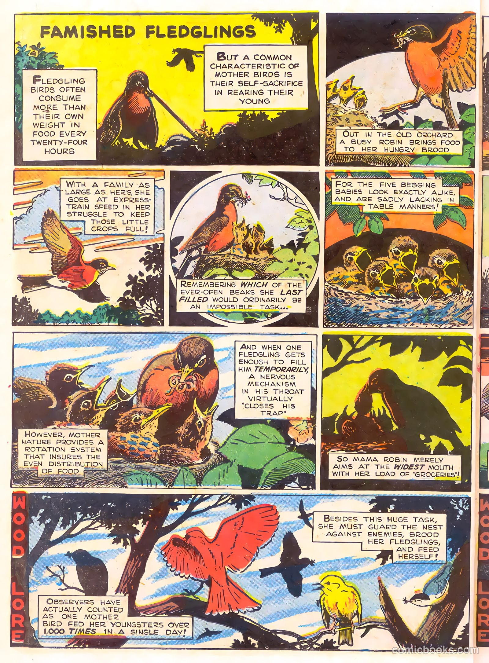 Mark Trail's Adventure Book of Nature #1 (1958) — page 50 of 84