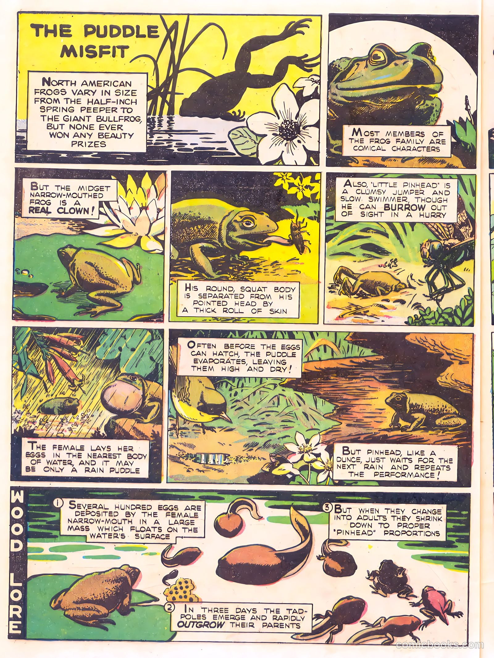 Mark Trail's Adventure Book of Nature #1 (1958) — page 60 of 84