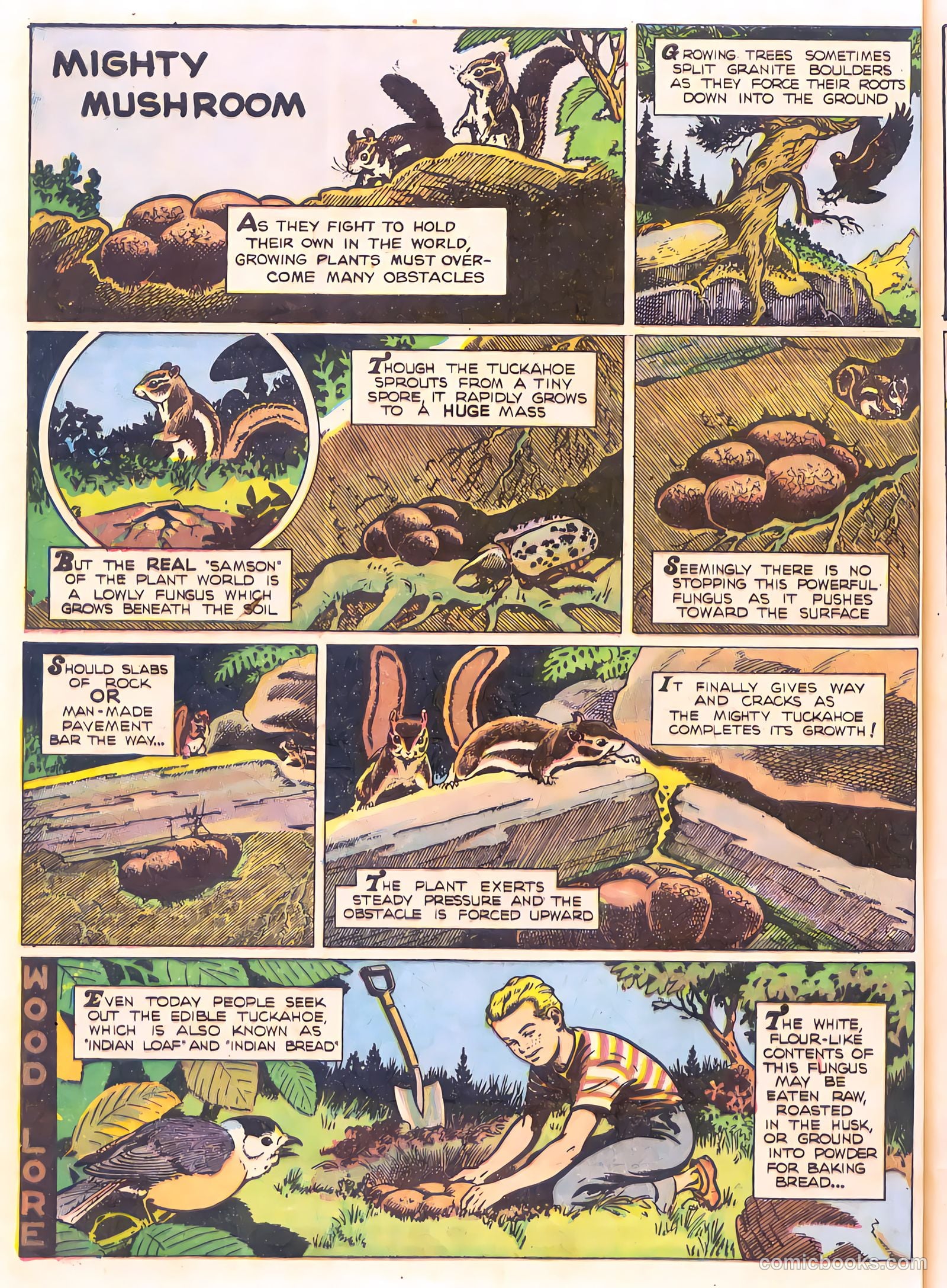 Mark Trail's Adventure Book of Nature #1 (1958) — page 64 of 84