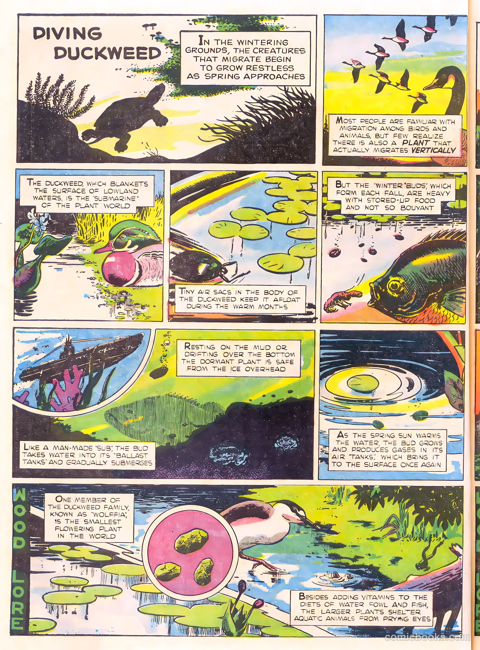 Mark Trail's Adventure Book of Nature #1 (1958) — page 66 of 84