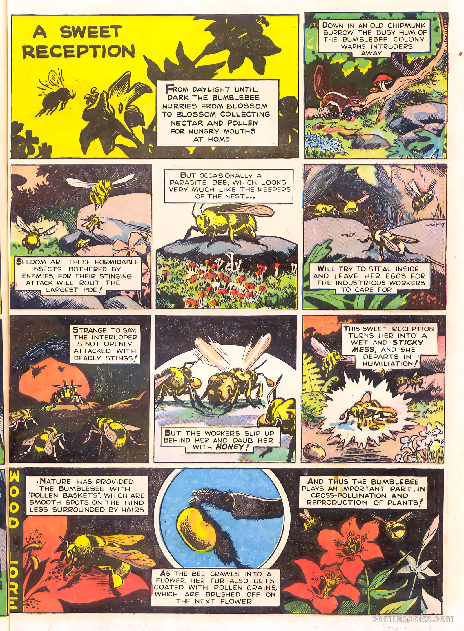 Mark Trail's Adventure Book of Nature #1 (1958) — page 73 of 84