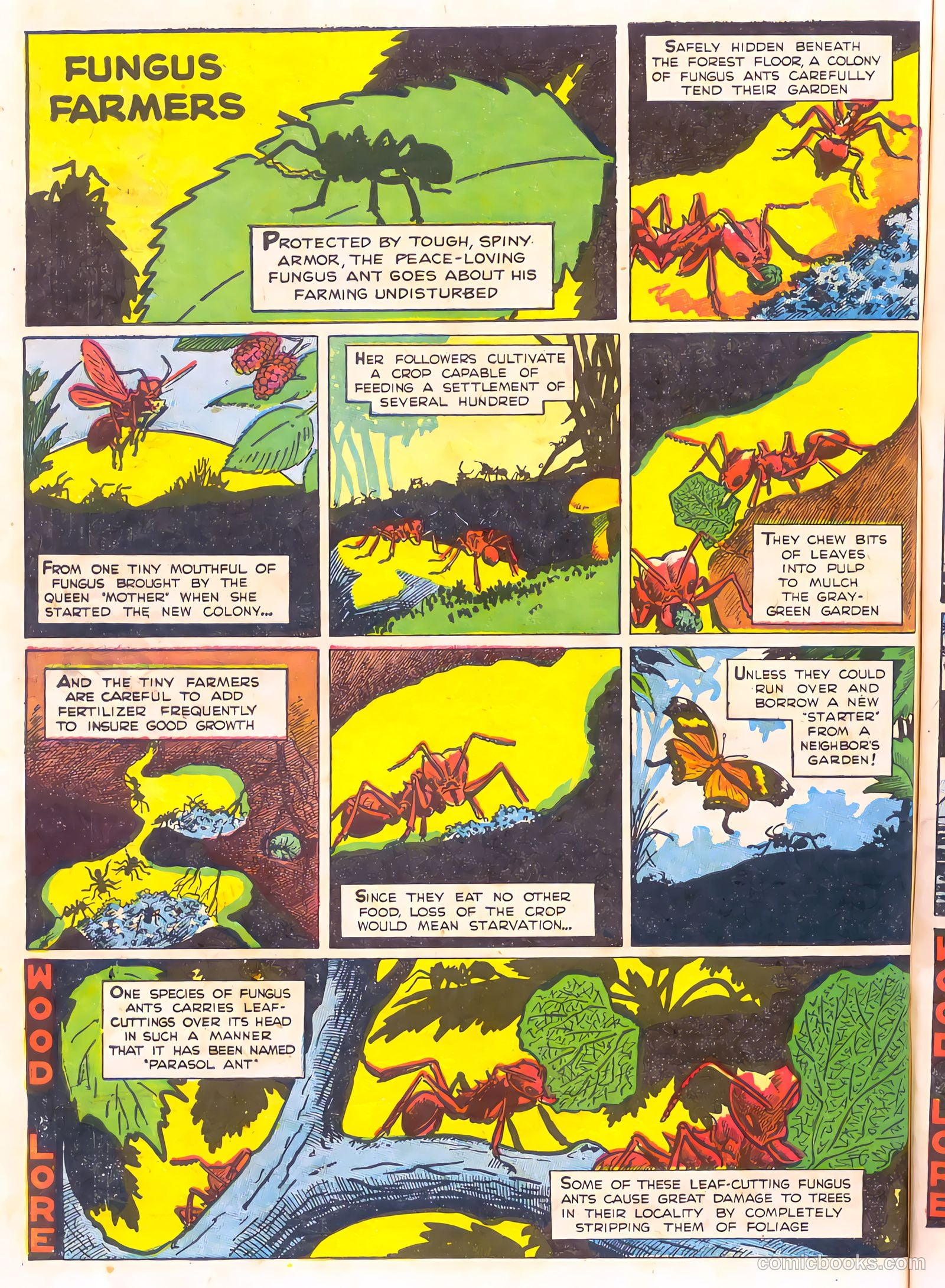 Mark Trail's Adventure Book of Nature #1 (1958) — page 74 of 84