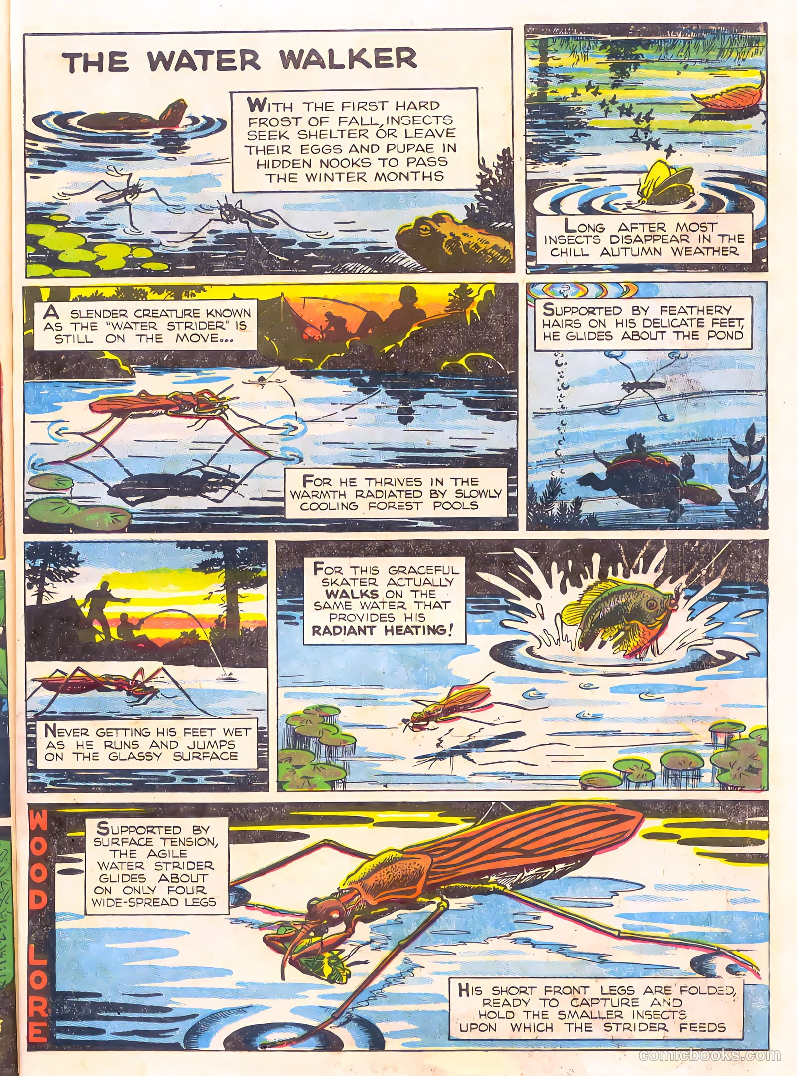 Mark Trail's Adventure Book of Nature #1 (1958) — page 75 of 84