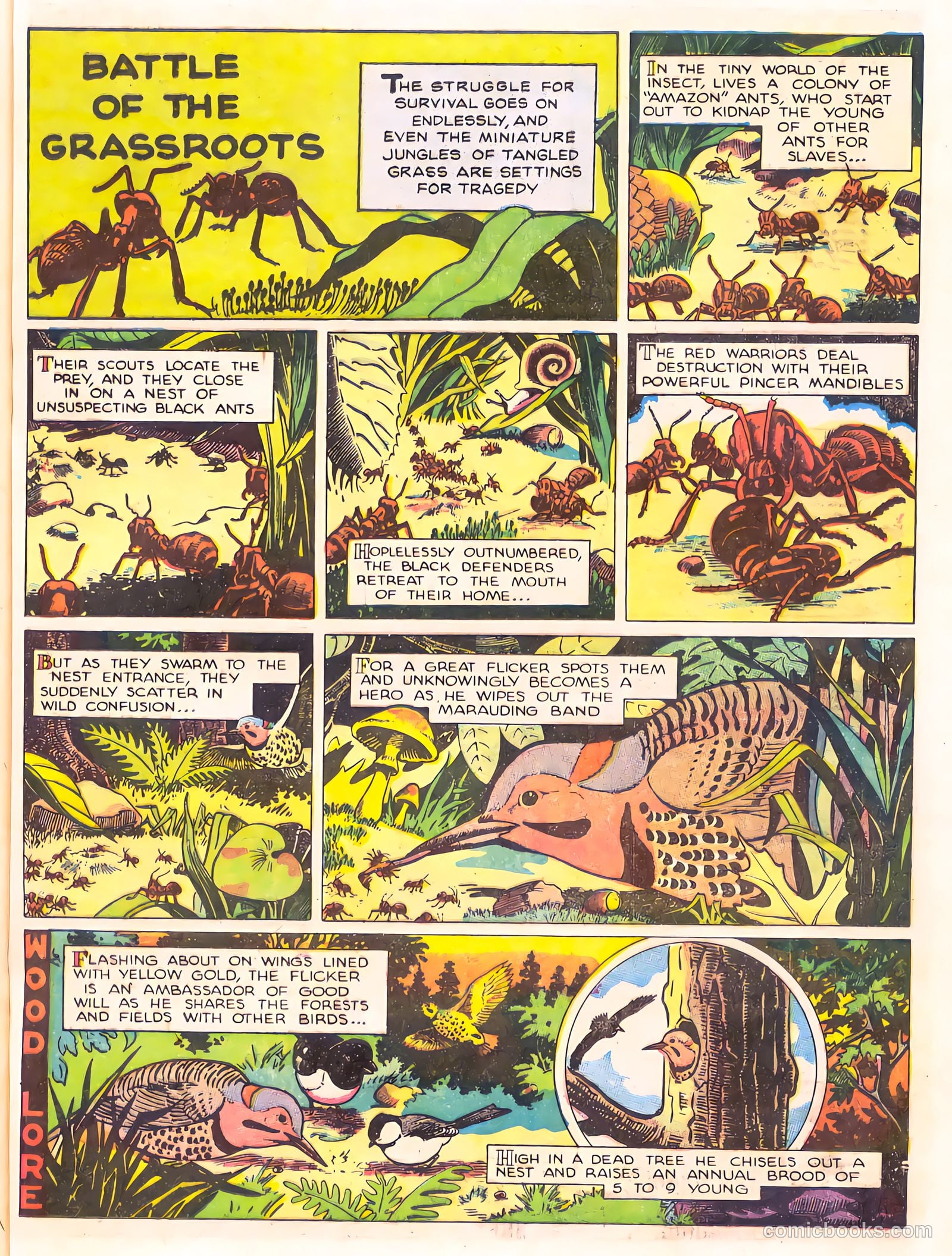 Mark Trail's Adventure Book of Nature #1 (1958) — page 77 of 84