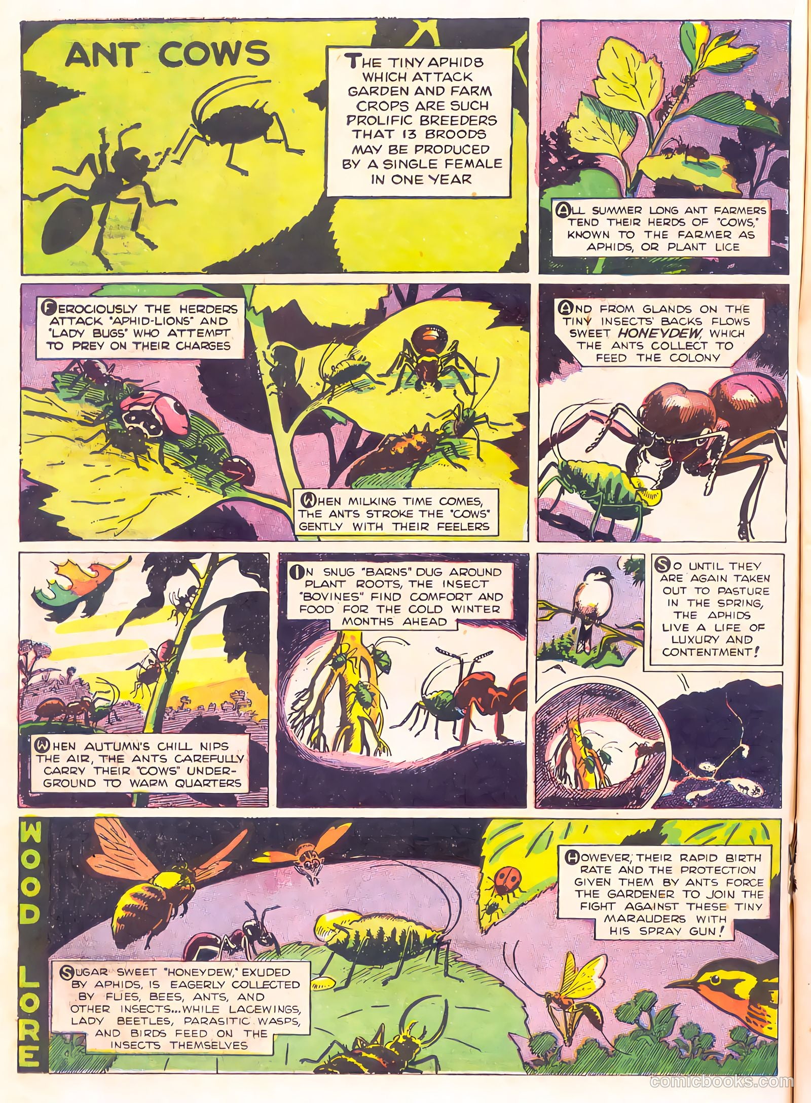 Mark Trail's Adventure Book of Nature #1 (1958) — page 78 of 84