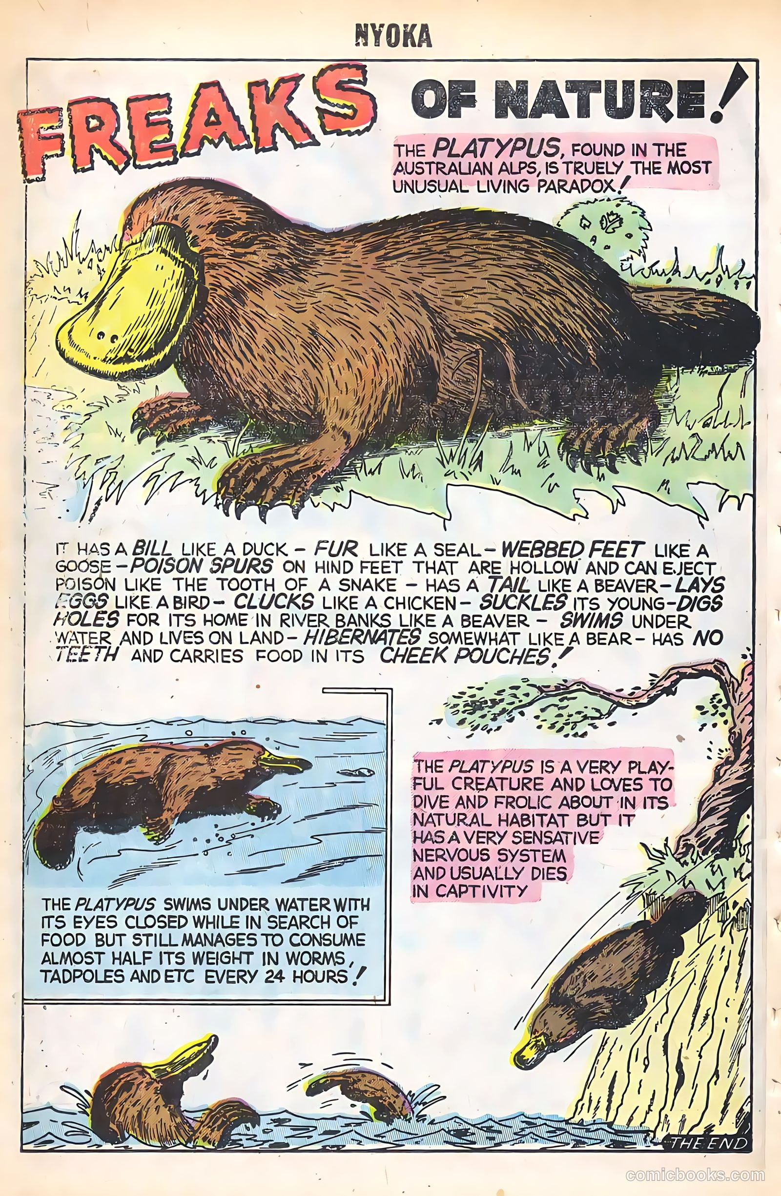Nyoka the Jungle Girl #16 (1956) — page 26 of 36