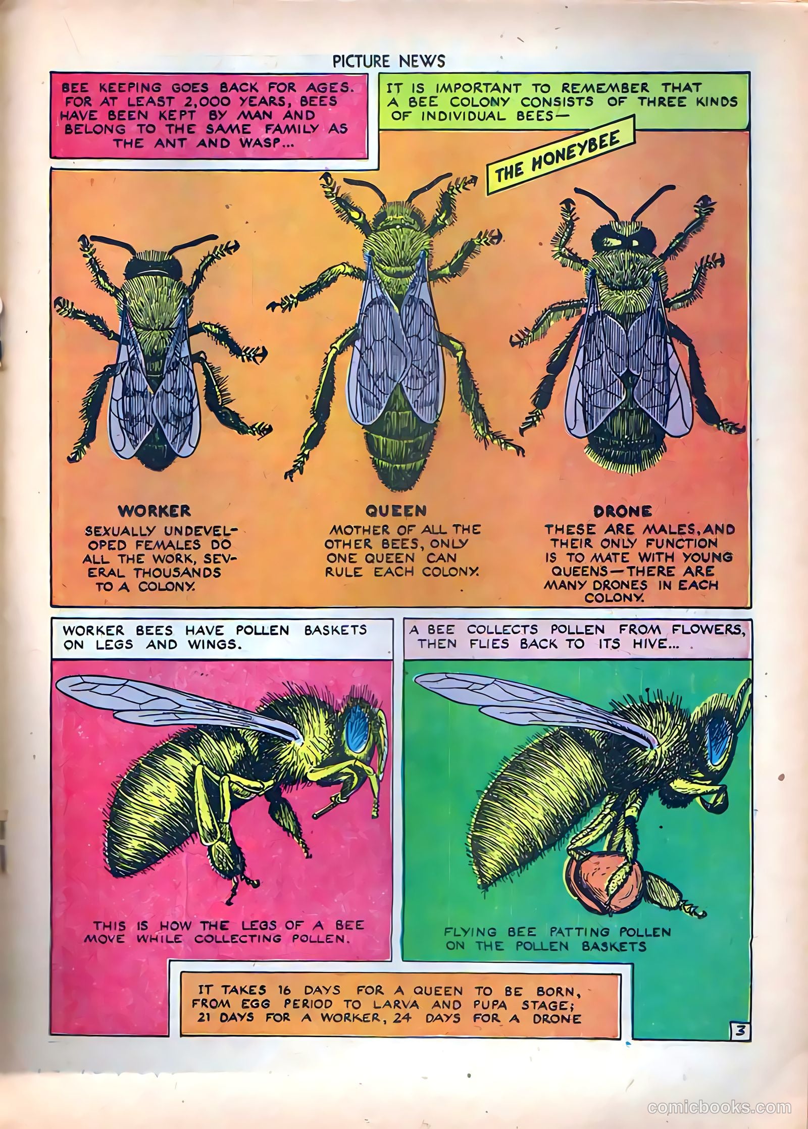Picture News #8 (1946) — page 27 of 52