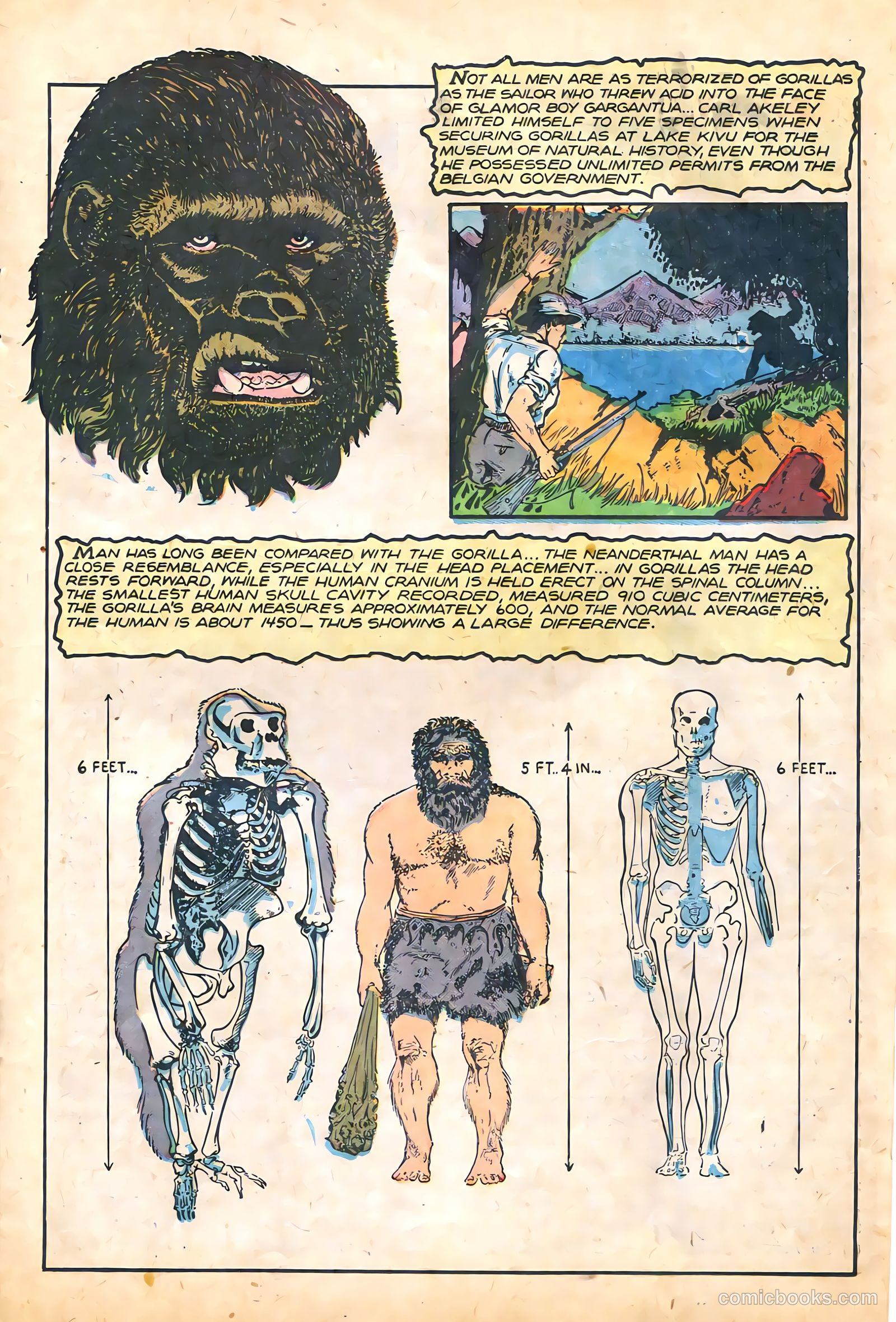 Sheena, Queen of the Jungle #12 (1951) — page 15 of 36