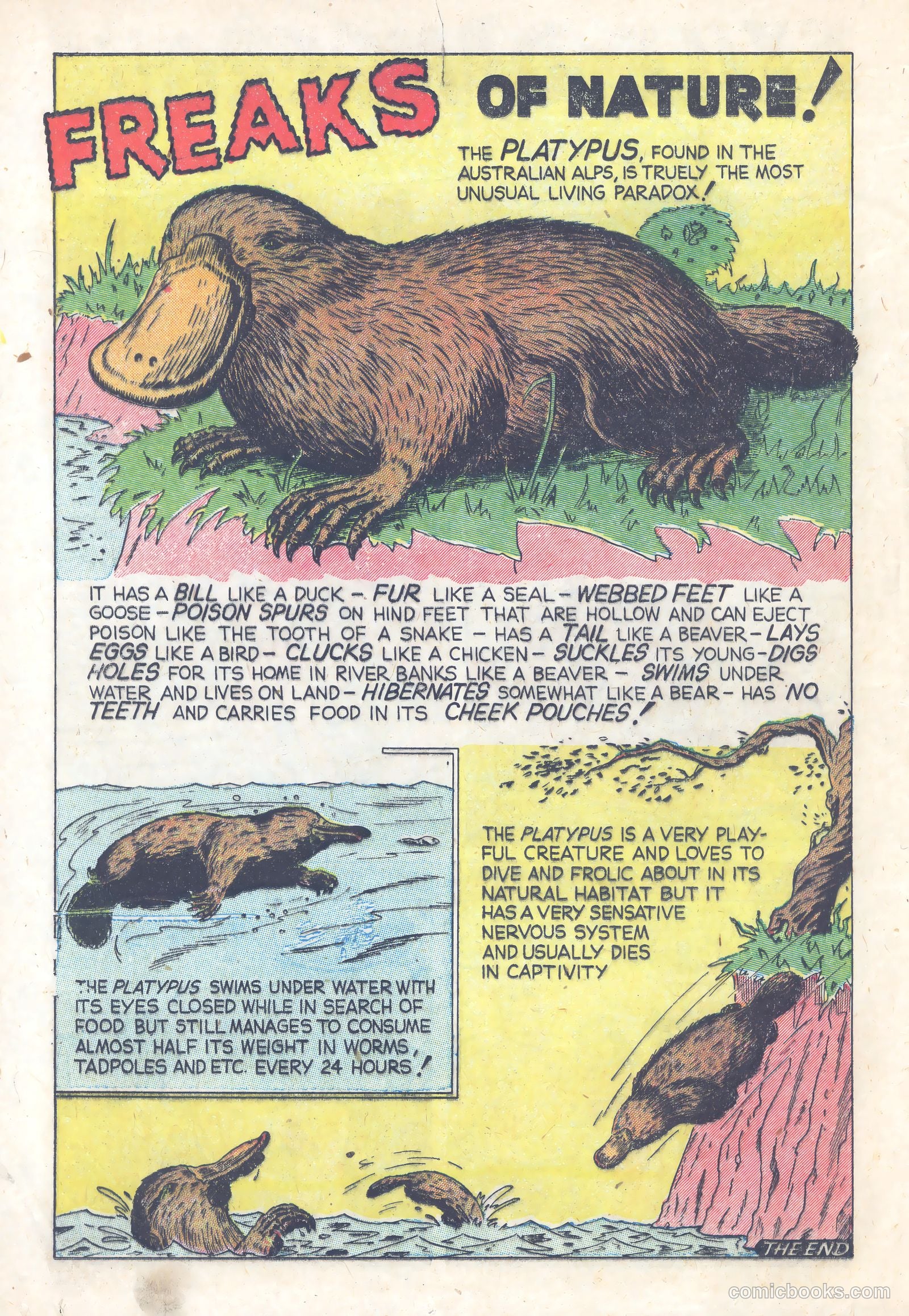 Terrors of the Jungle #21 (1953) — page 12 of 36