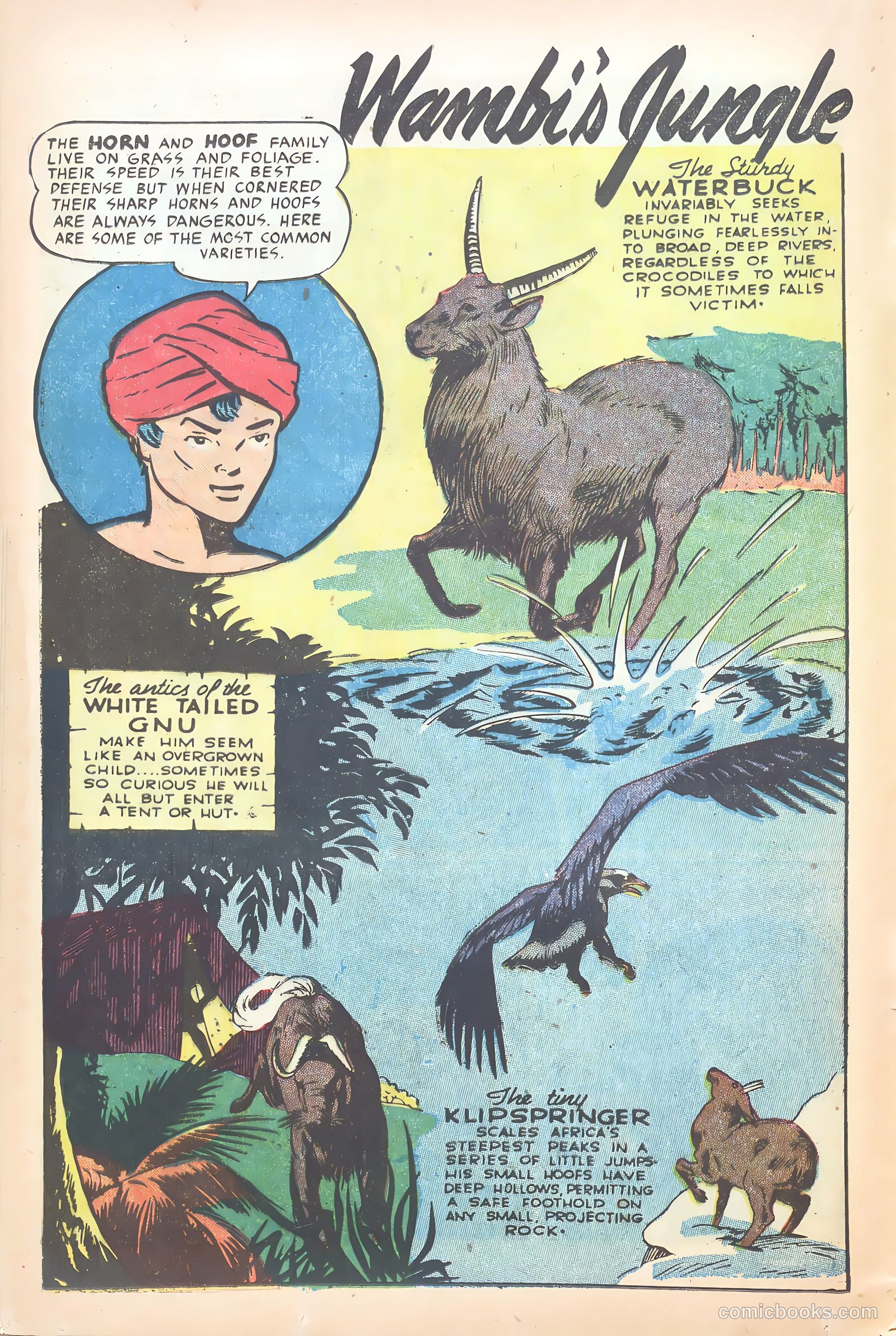 Wambi, Jungle Boy #15 (1952) — page 16 of 36