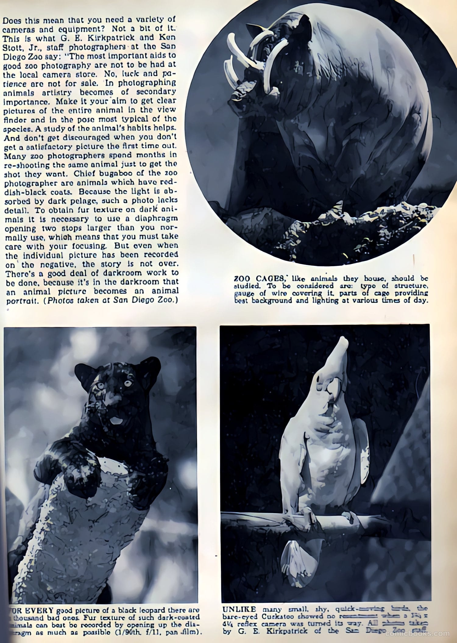 Camera Comics #9 (1944) — page 33 of 53