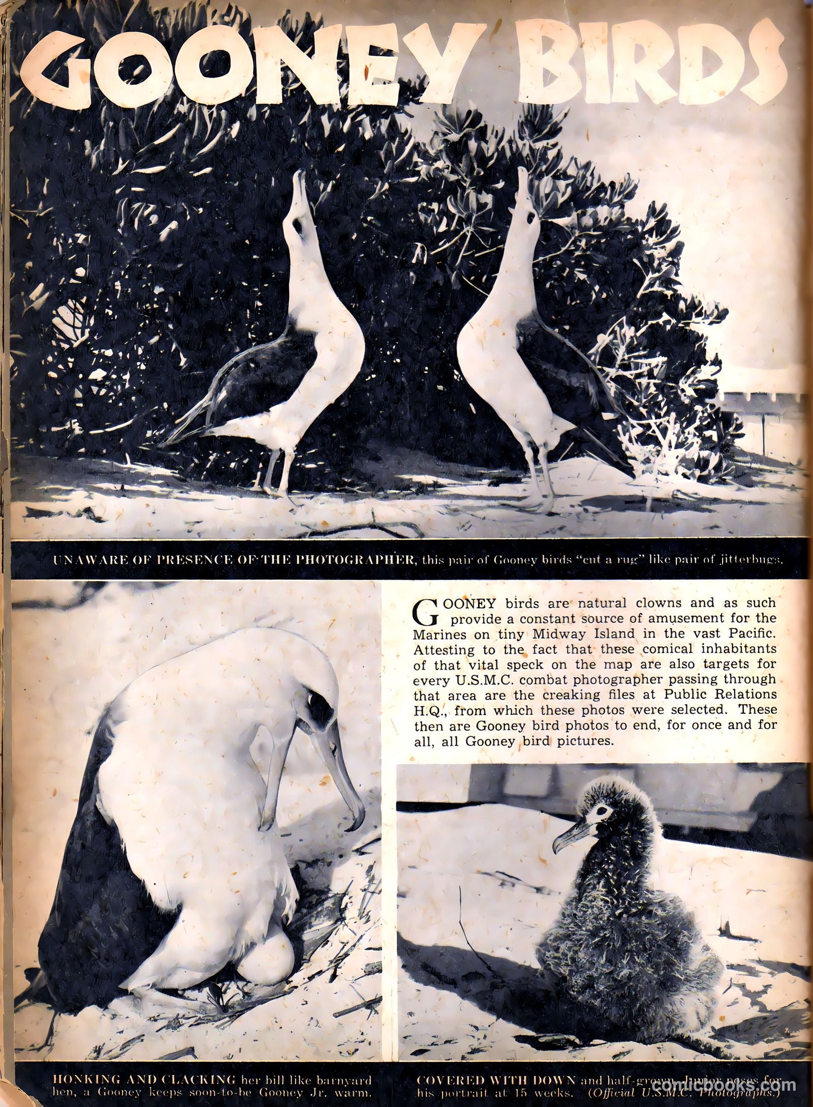Camera Comics #5 (1945) — page 32 of 52