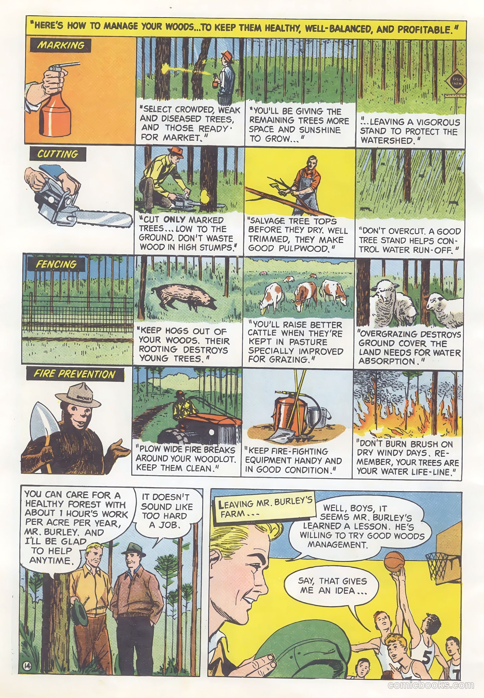How Trees Put the Rain to Work #nn (1956) — page 14 of 16
