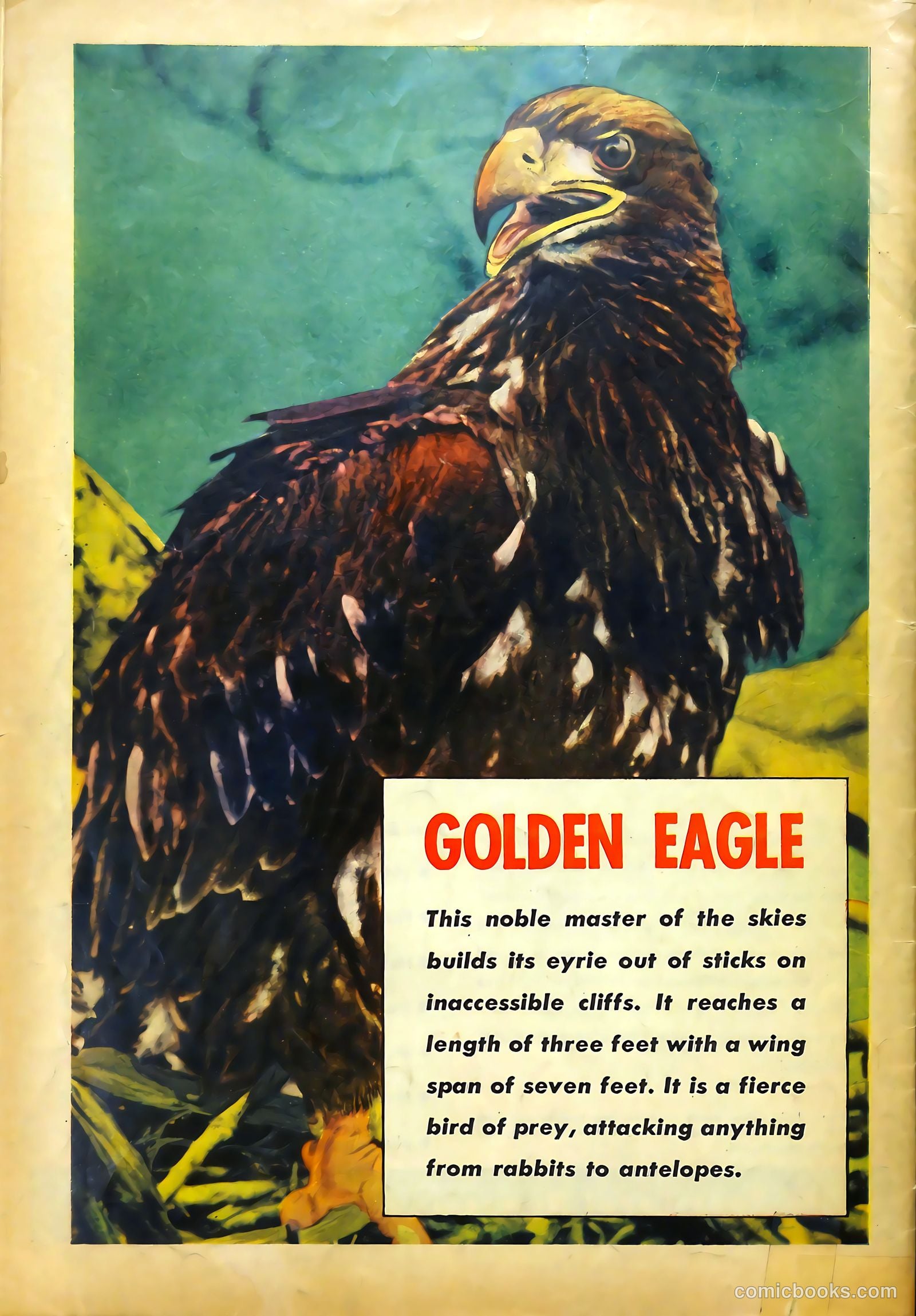 Bob Swift, Boy Sportsman #5 (1952) — page 37 of 37