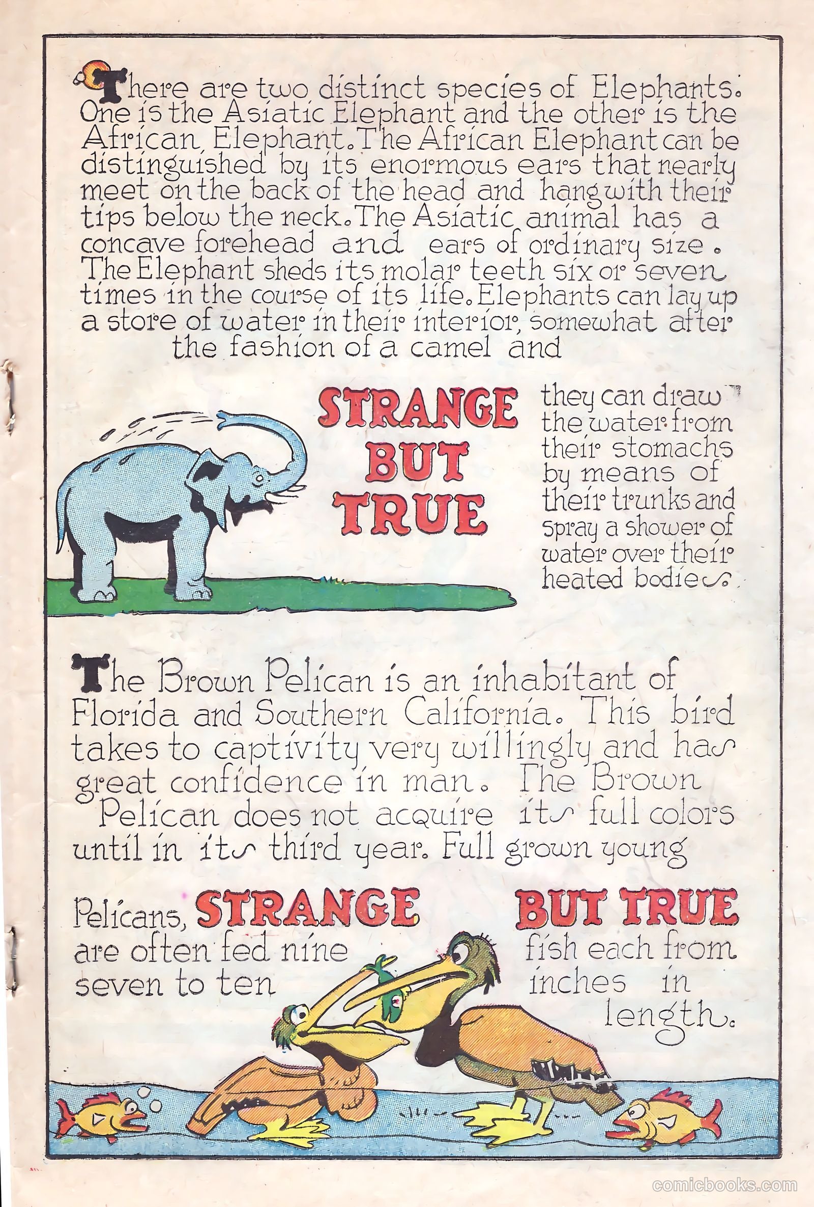 Circus of Fun Comics #1 (1945) — page 19 of 36