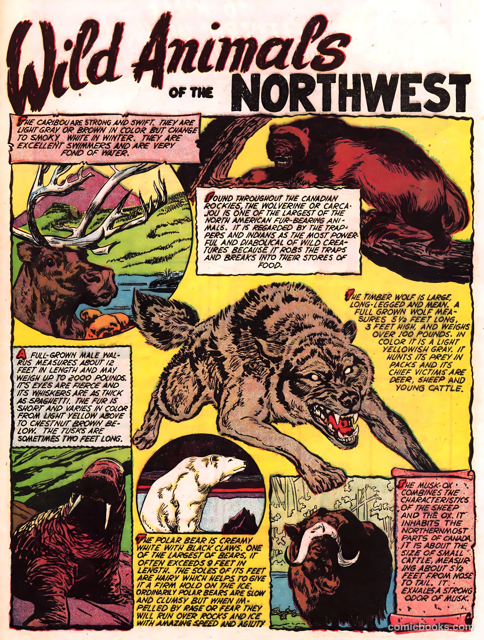 Explorer Joe #1 (1951) — page 33 of 36