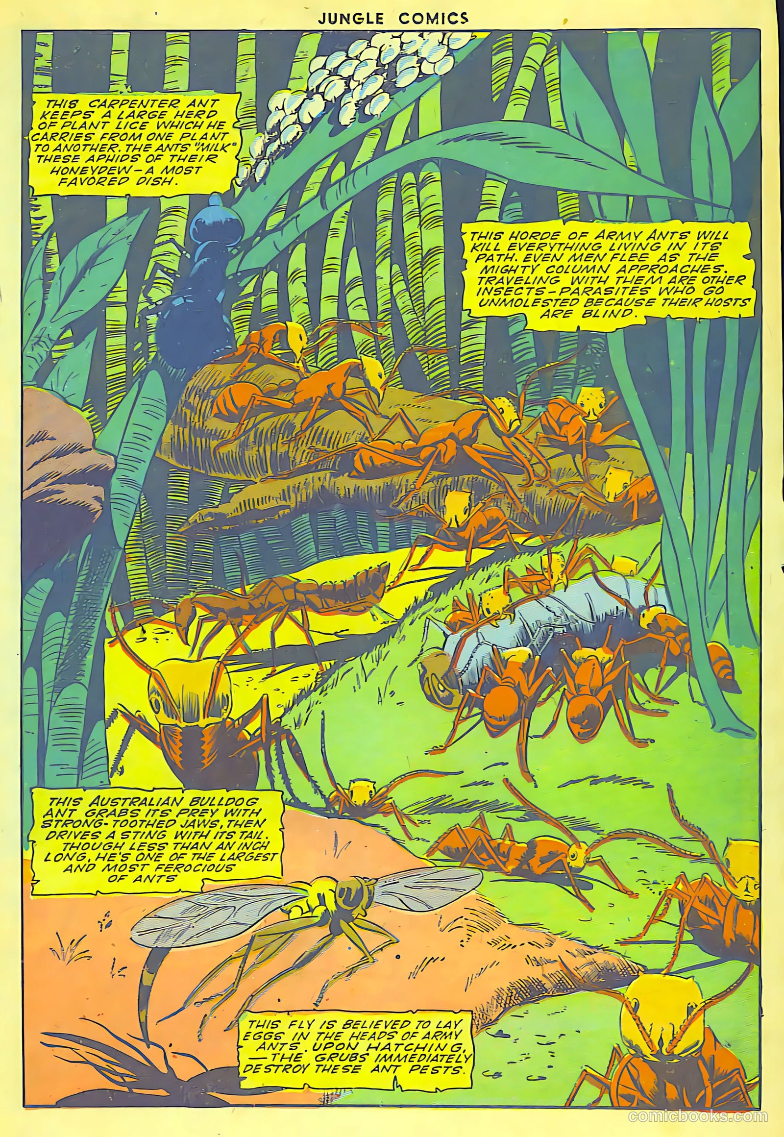 Jungle Comics #62 (1945) — page 29 of 52