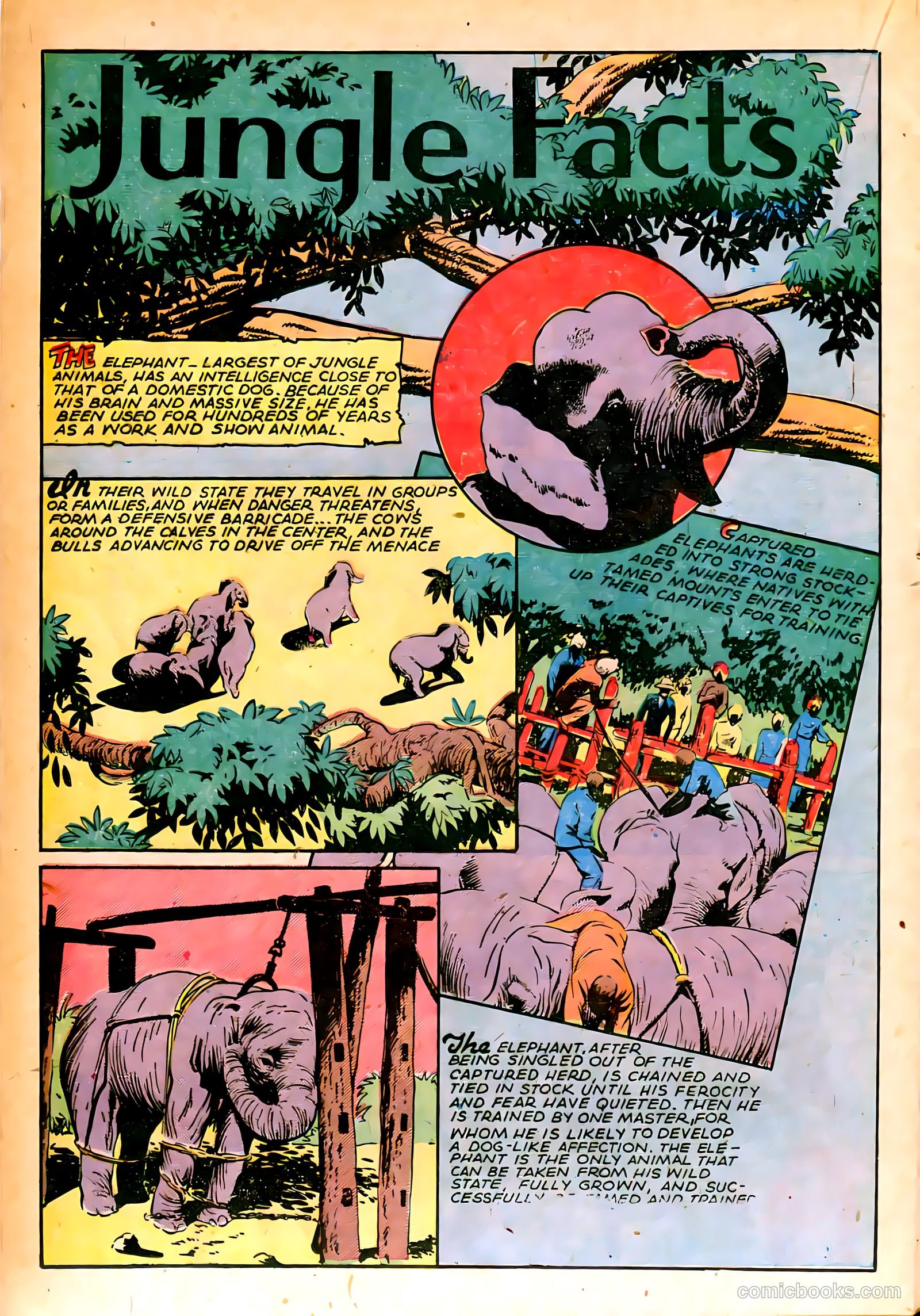 Jungle Comics #66 (1945) — page 28 of 52