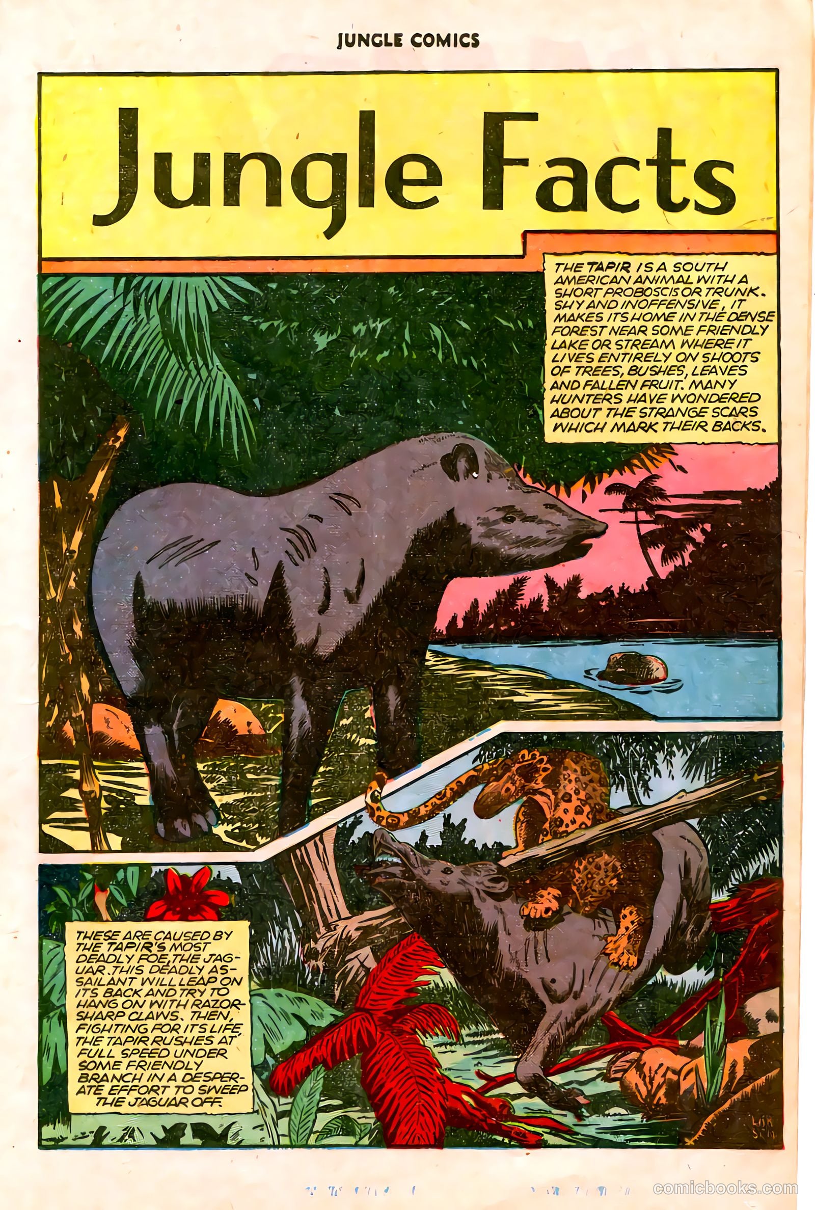 Jungle Comics #75 (1946) — page 19 of 52